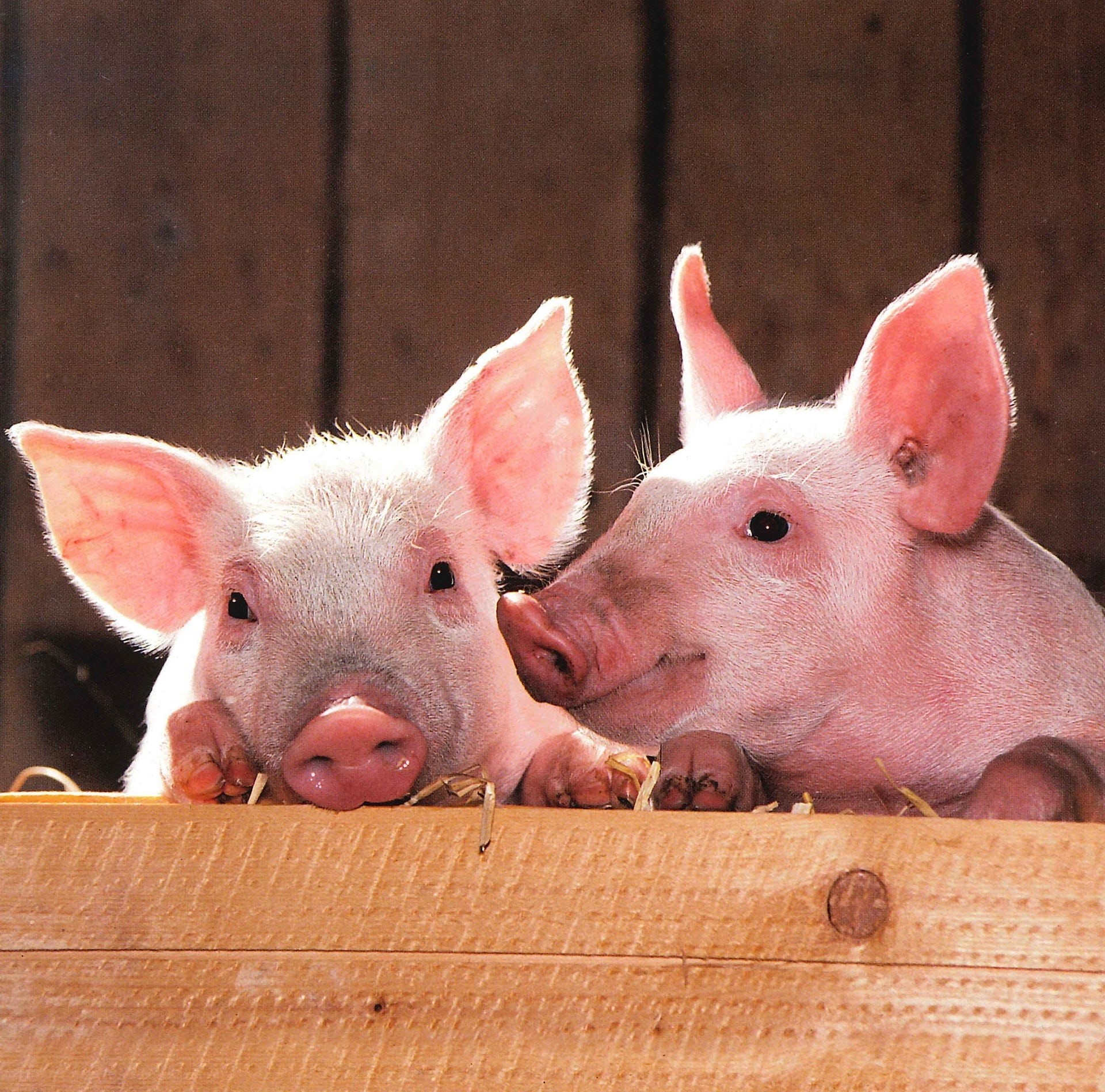 animal themes, day, babies, domestic, animal head, two, snout, domestic Pig, pink, agriculture, cute, 1080P, group of animals, wood - material, farm, pets, HD Wallpaper