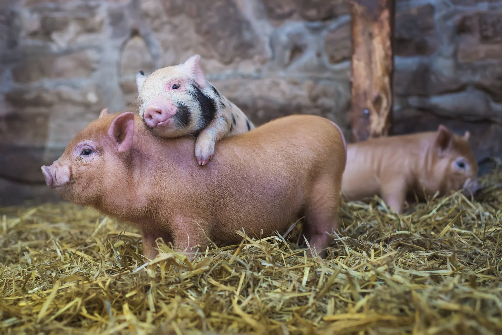 young animal, hay, group of animals, selective focus, piglet, animals, brown, pig, coated, white, domestic animals, domestic, animal family, animal themes, HD Wallpaper