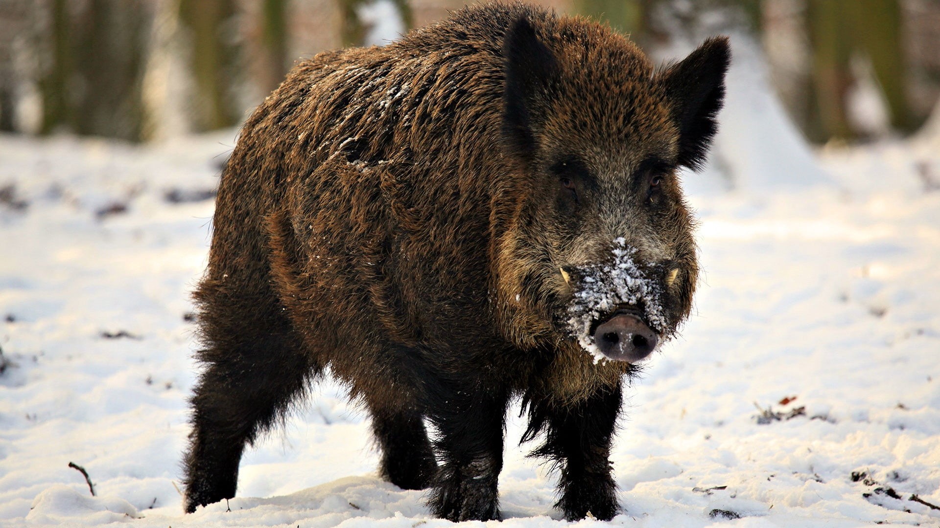 brown, day, standing, snout, pig, animals In The Wild, one animal, animal wildlife, mammal, wildlife, land, snow, animal, fangs, cold temperature, focus on foreground, HD Wallpaper