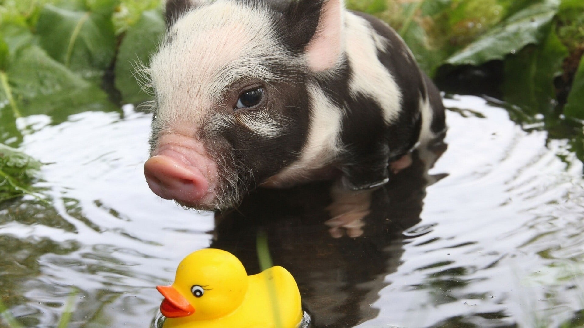 white, dog, 1080P, swimming, no people, pets, domestic, one animal, nature, canine, rubber duck, day, animal, toy, duck, piglet, mammal, domestic animals, HD Wallpaper