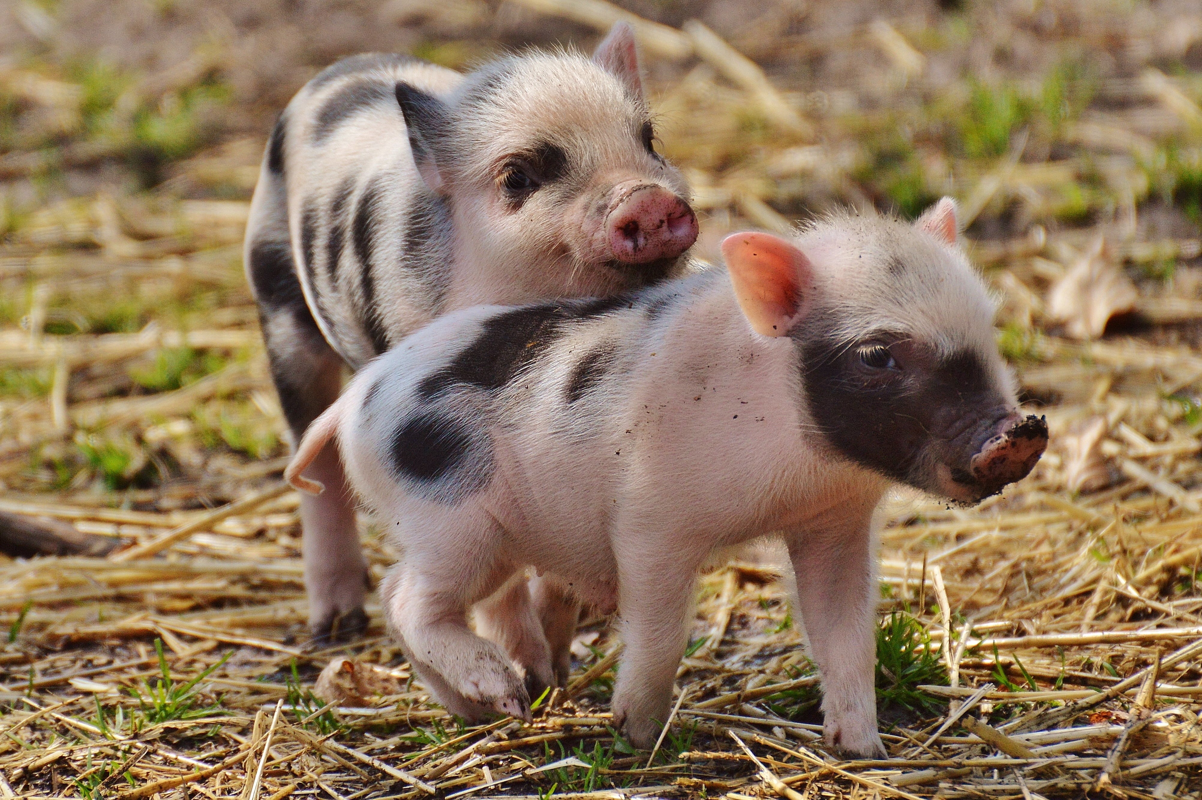 animal, grass, 4K, no people, baby, field, pork, black, nature, agriculture, small, small pigs, pets, domestic Pig, funny, farm, dog, animal family, canine, HD Wallpaper