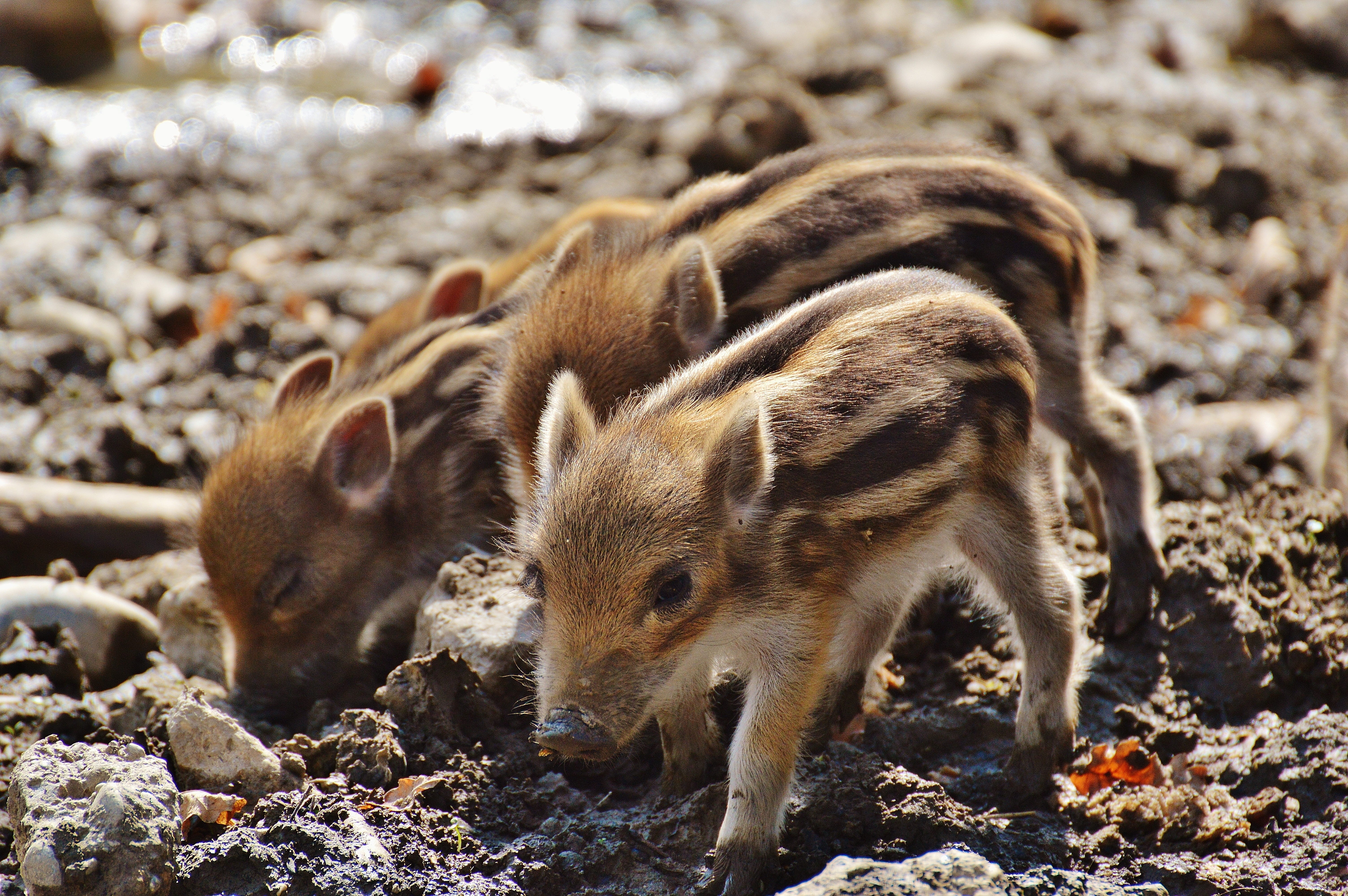pig, vertebrate, brown, cute, Wildpark, wildpark poing, Poing, piglet, land, animal family, outdoors, animals in the wild, mammal, no people, young animals, HD Wallpaper