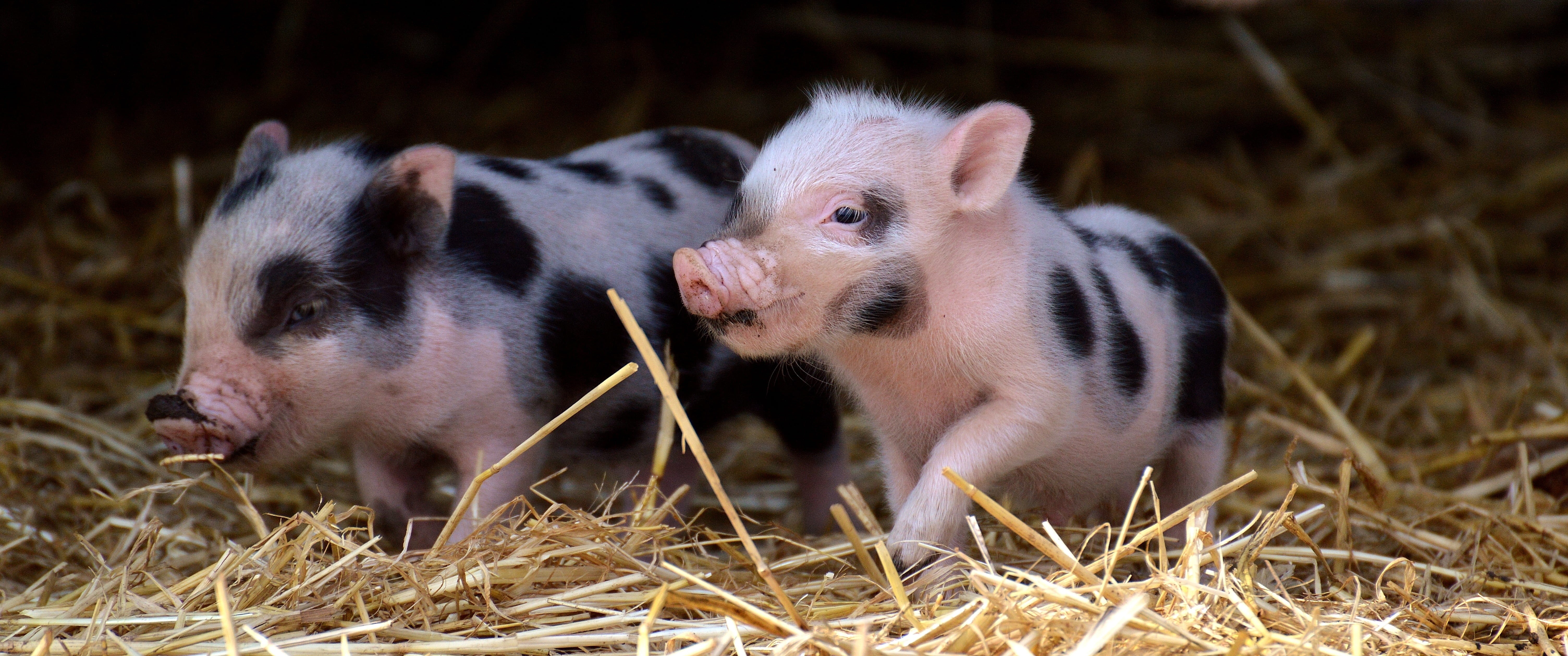 nature, animal, pets, domestic, young animal, white, plant, animal wildlife, two animals, mammal, piglet, vertebrate, black, straw, mini, grass, sweet, HD Wallpaper
