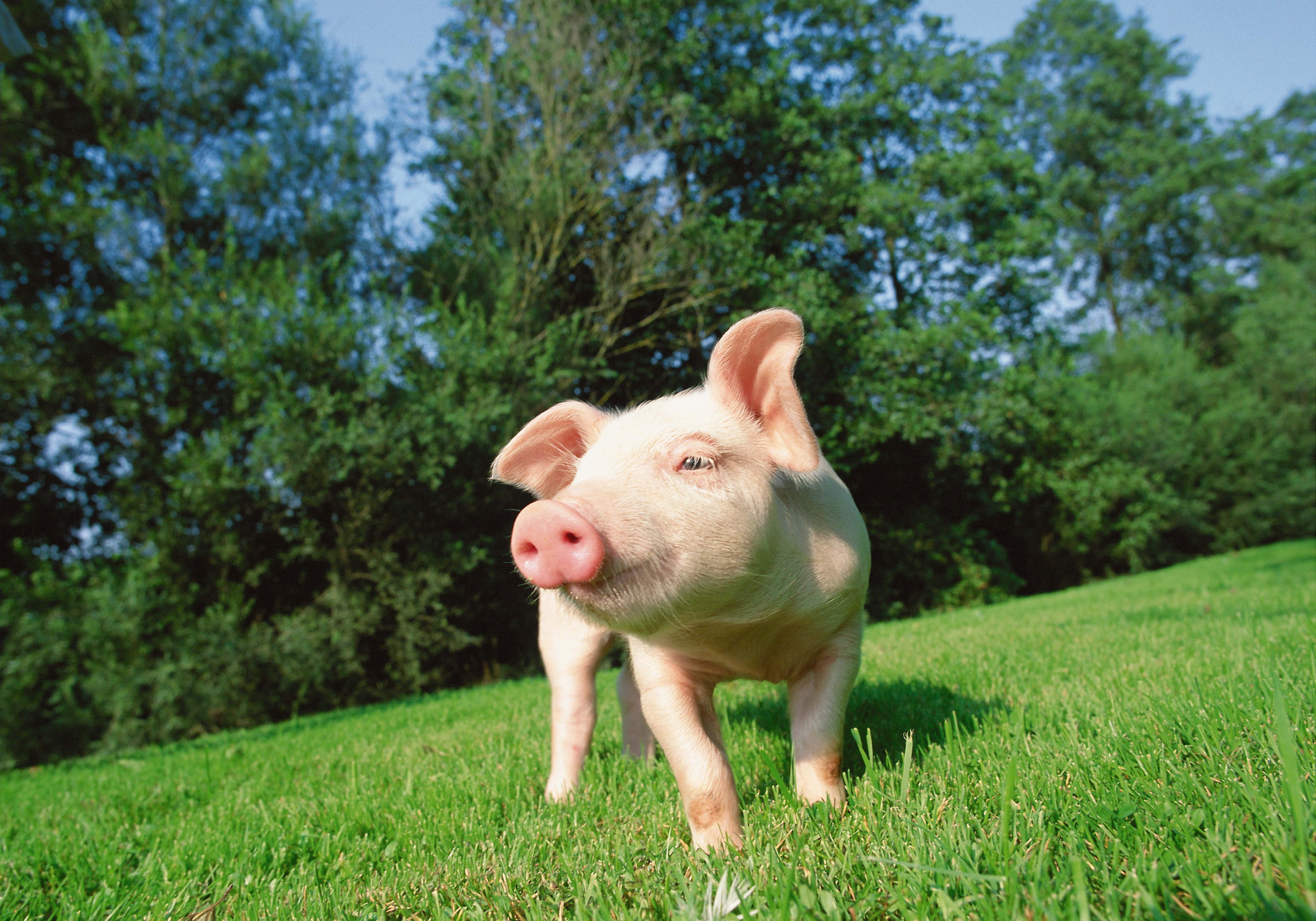 young animal, small, animal, pig, nature, herbivorous, plant, green Color, finance, piggy Bank, land, tree, agriculture, cute, farm, animal themes, pork, HD Wallpaper
