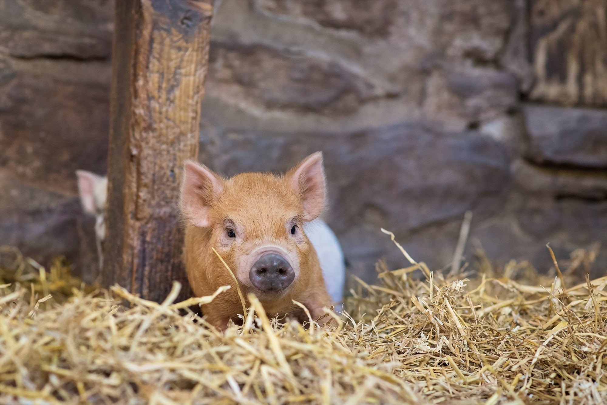 close-up, one animal, pigs, looking at camera, animal wildlife, vertebrate, day, 1080P, young animal, outdoors, mammal, pig, portrait, selective focus, HD Wallpaper