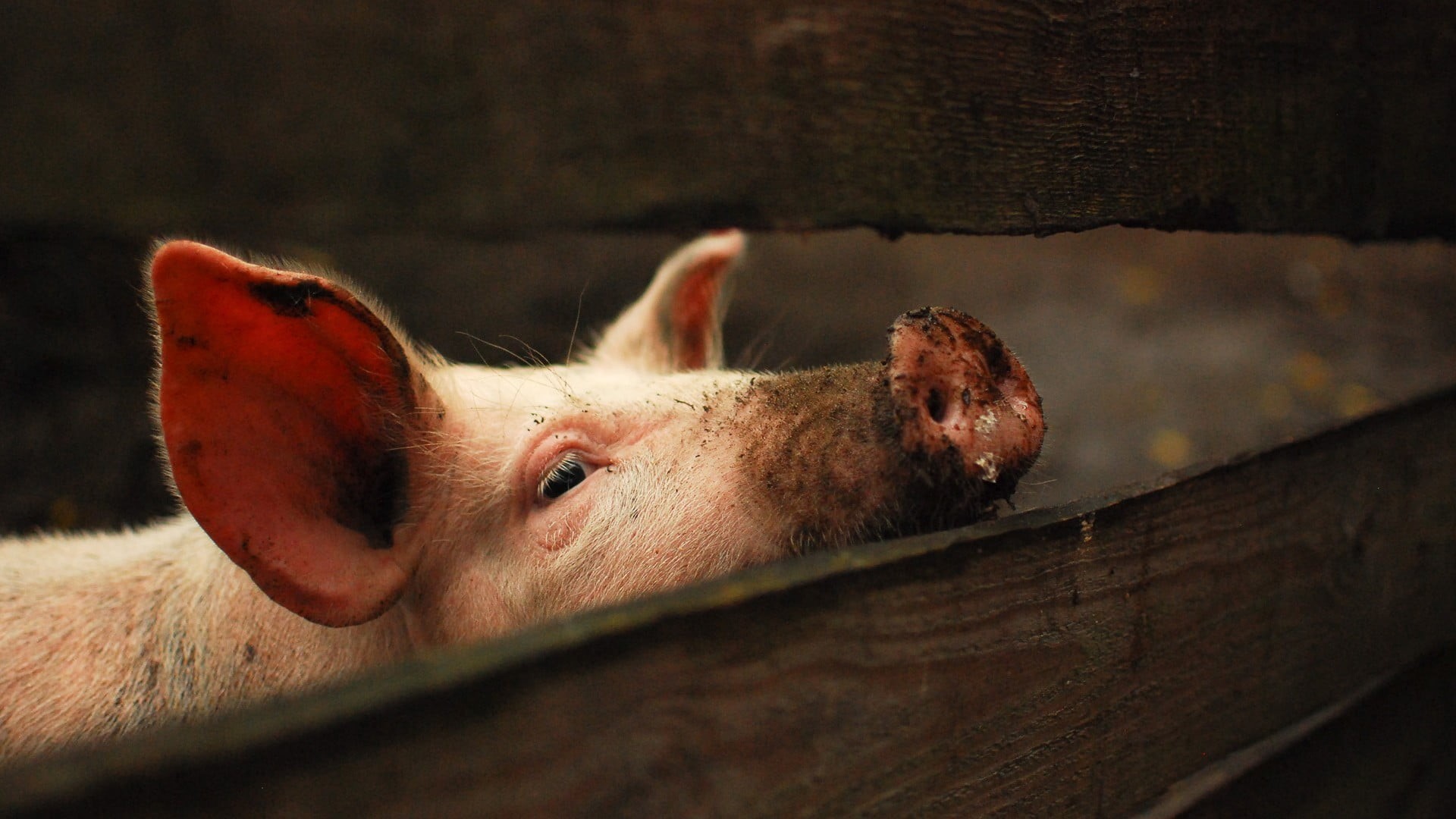 animal head, focus on foreground, 1080P, mammal, livestock, snout, coated, farm, domestic animals, young animal, close-up, no people, dog, agriculture, HD Wallpaper