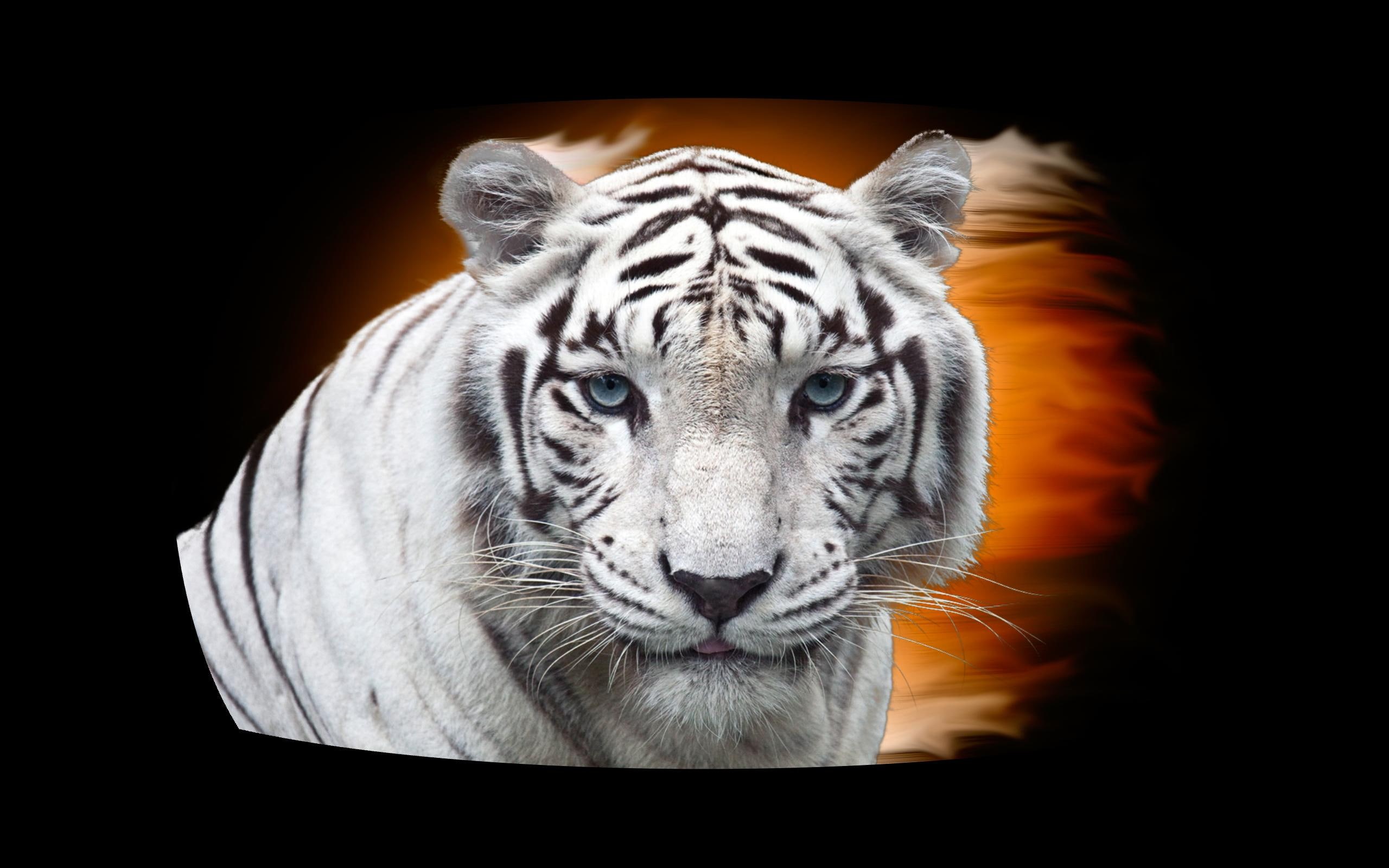 tigger, cats, 2K, animals, rrrrrrrrrr, nature, tiger, HD Wallpaper