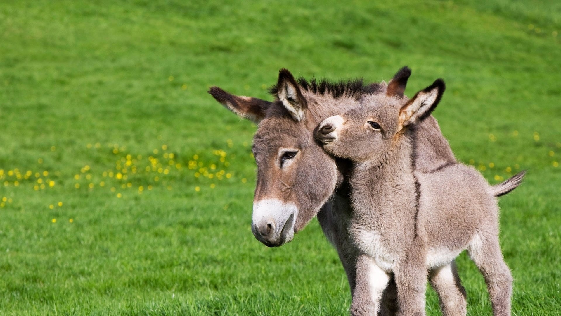 field, nature, domestic animals, foal, group of animals, domestic, two animals, mammal, outdoors, no people, day, young animal, animal themes, Cute, working animal, HD Wallpaper