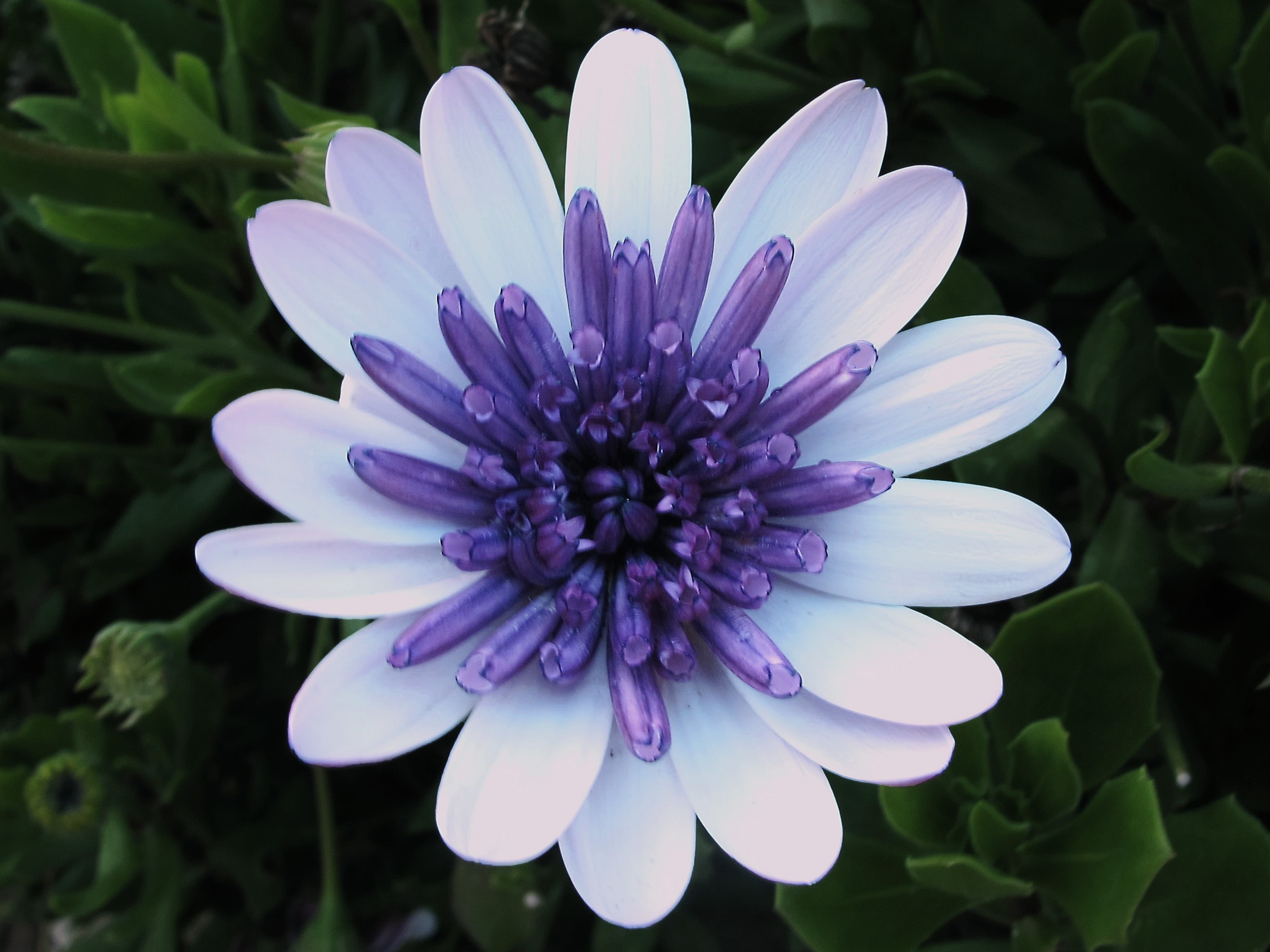 jardin, summer, Blossoms, nature, fleur, flower Head, image, purple, plant, Quinta, Feira, close, Daisy, close-up, garden, flower, Happy, flor, mums, white, HD Wallpaper