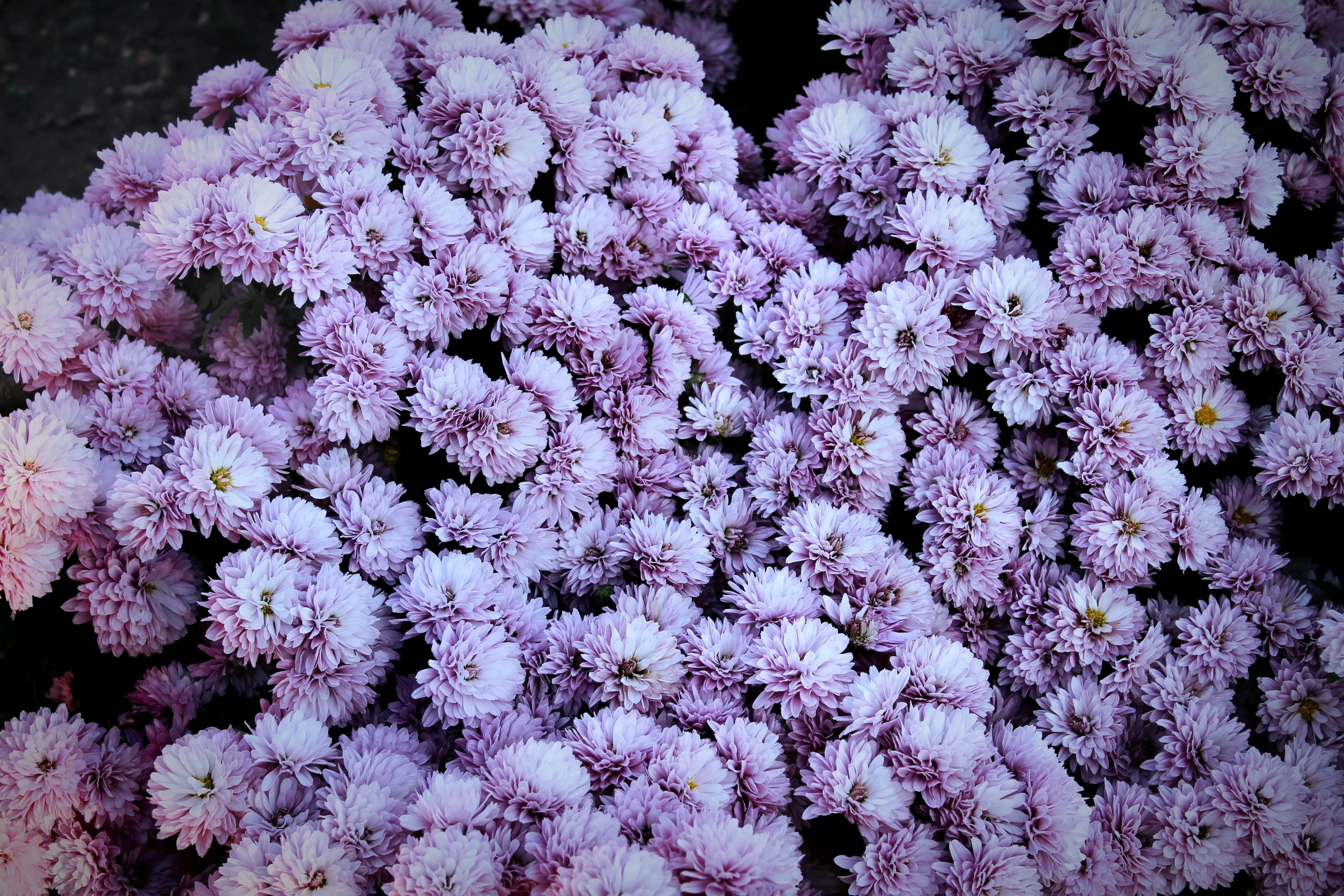 full frame, outdoors, petal, pink color, flowers, no people, bunch of flowers, inflorescence, freshness, 4K, purple, flower head, spring, backgrounds, HD Wallpaper