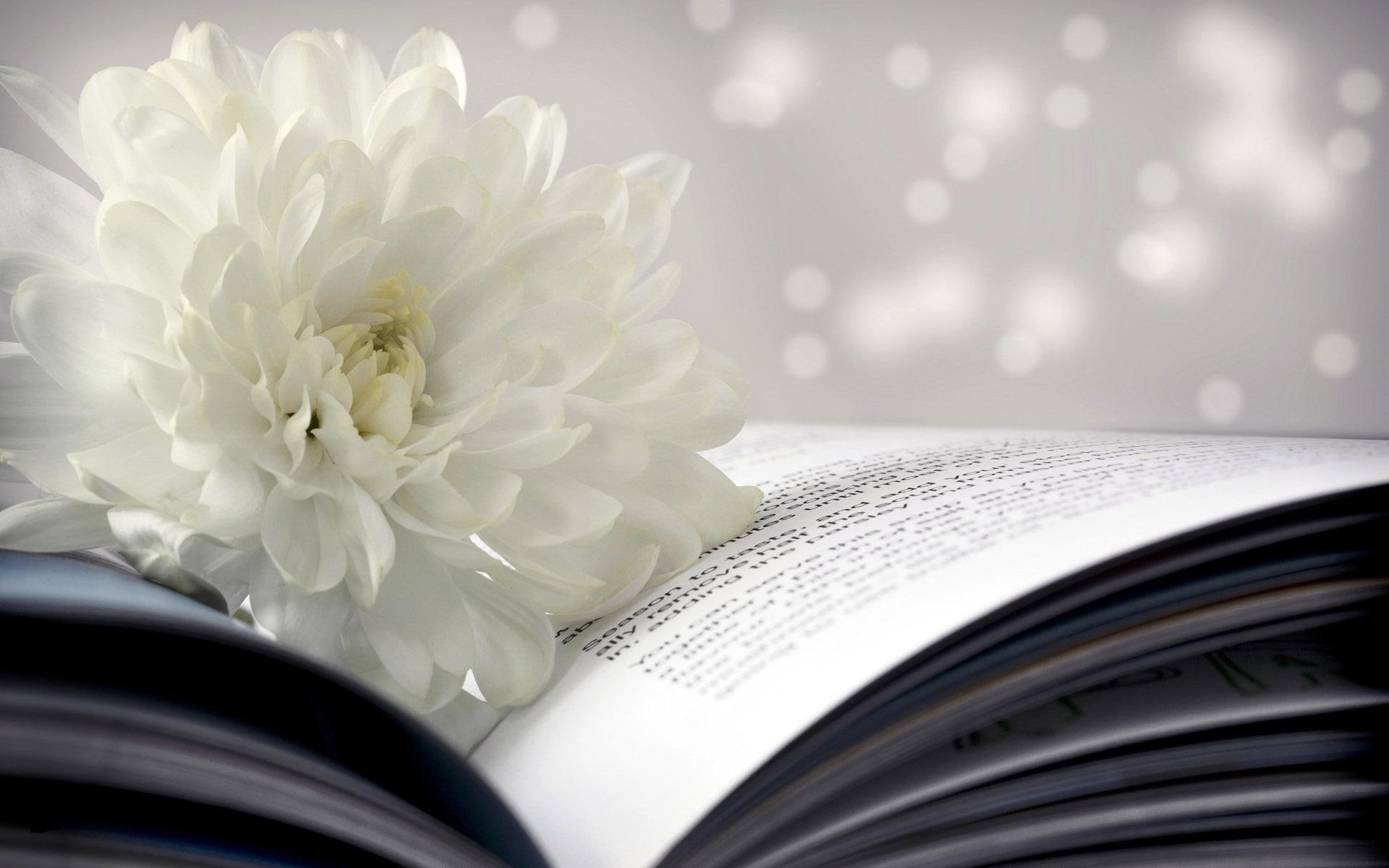 petaled, 1920x1200, white, flower, chrysanthemum, book, multi, flowers, 1080P, HD Wallpaper