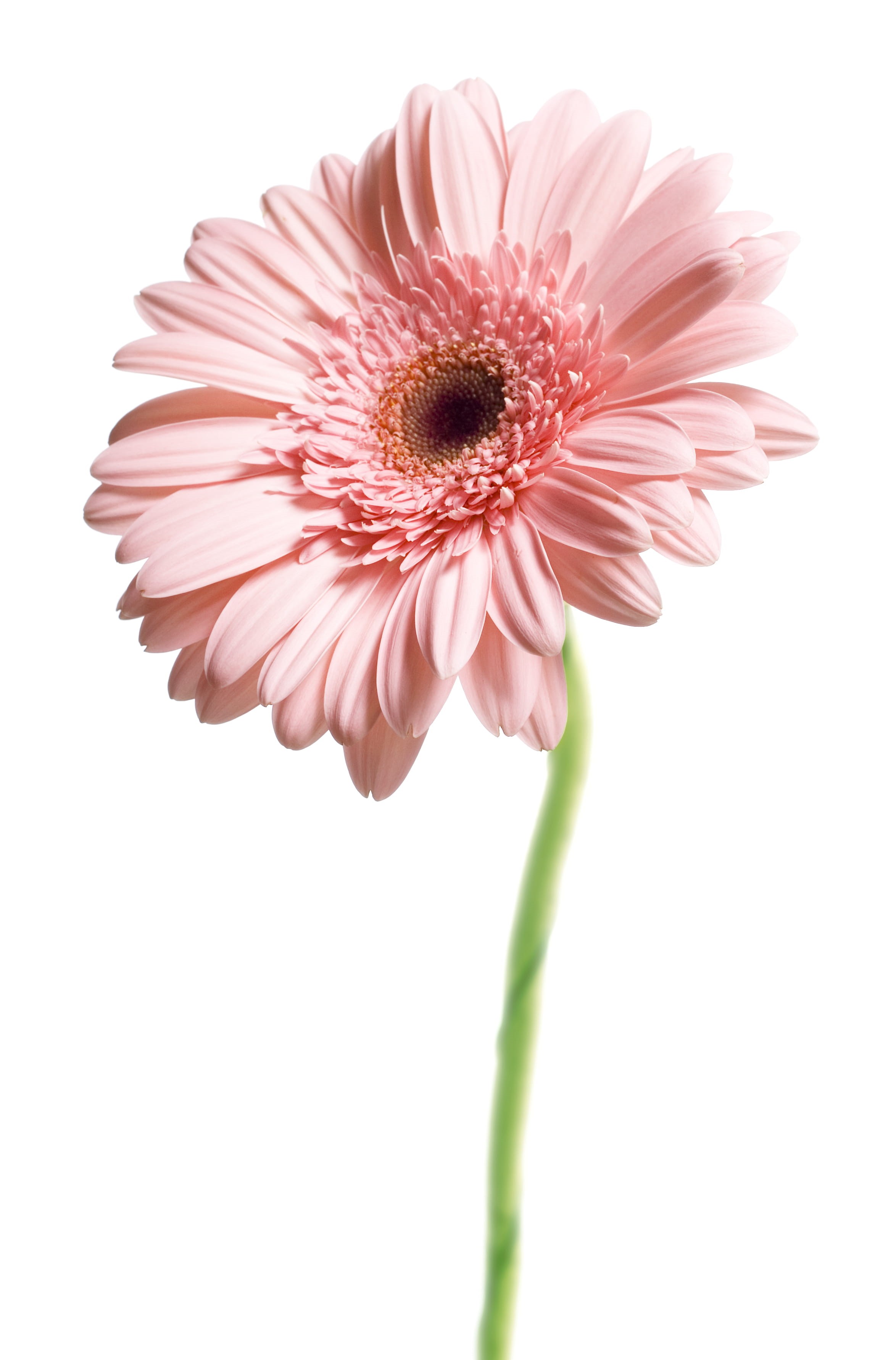 floral, indoors, beauty, flower head, path, inflorescence, orange, head, bright, gerbera, beauty in nature, flowering plant, spring, botany, botanical, Phone HD Wallpaper