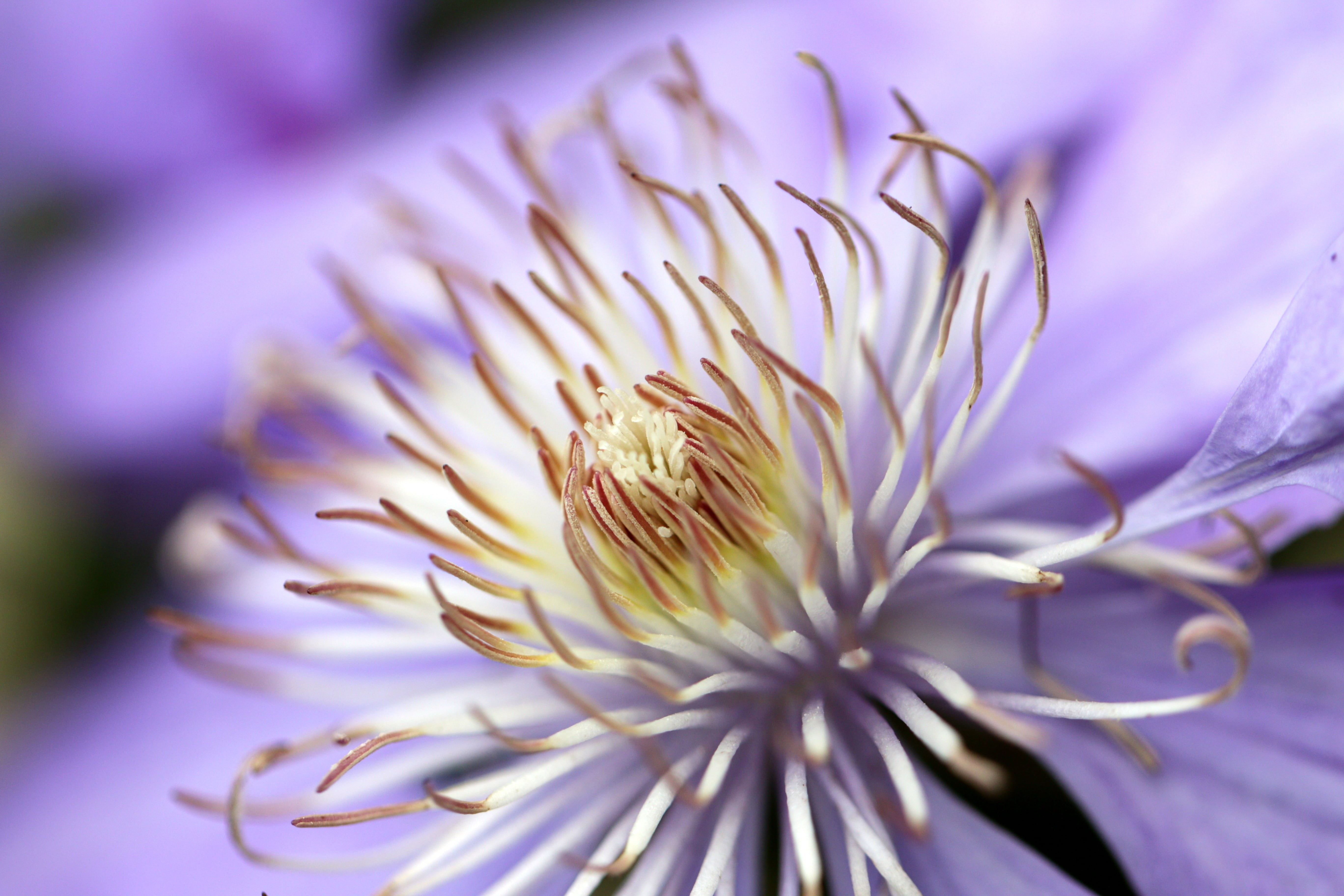 botany, selective, 5K, petal, focus, Macro, Nature, flickr, close-up, Makro, beauty In Nature, light, f/2, selective focus, flower Head, photography, USM, HD Wallpaper