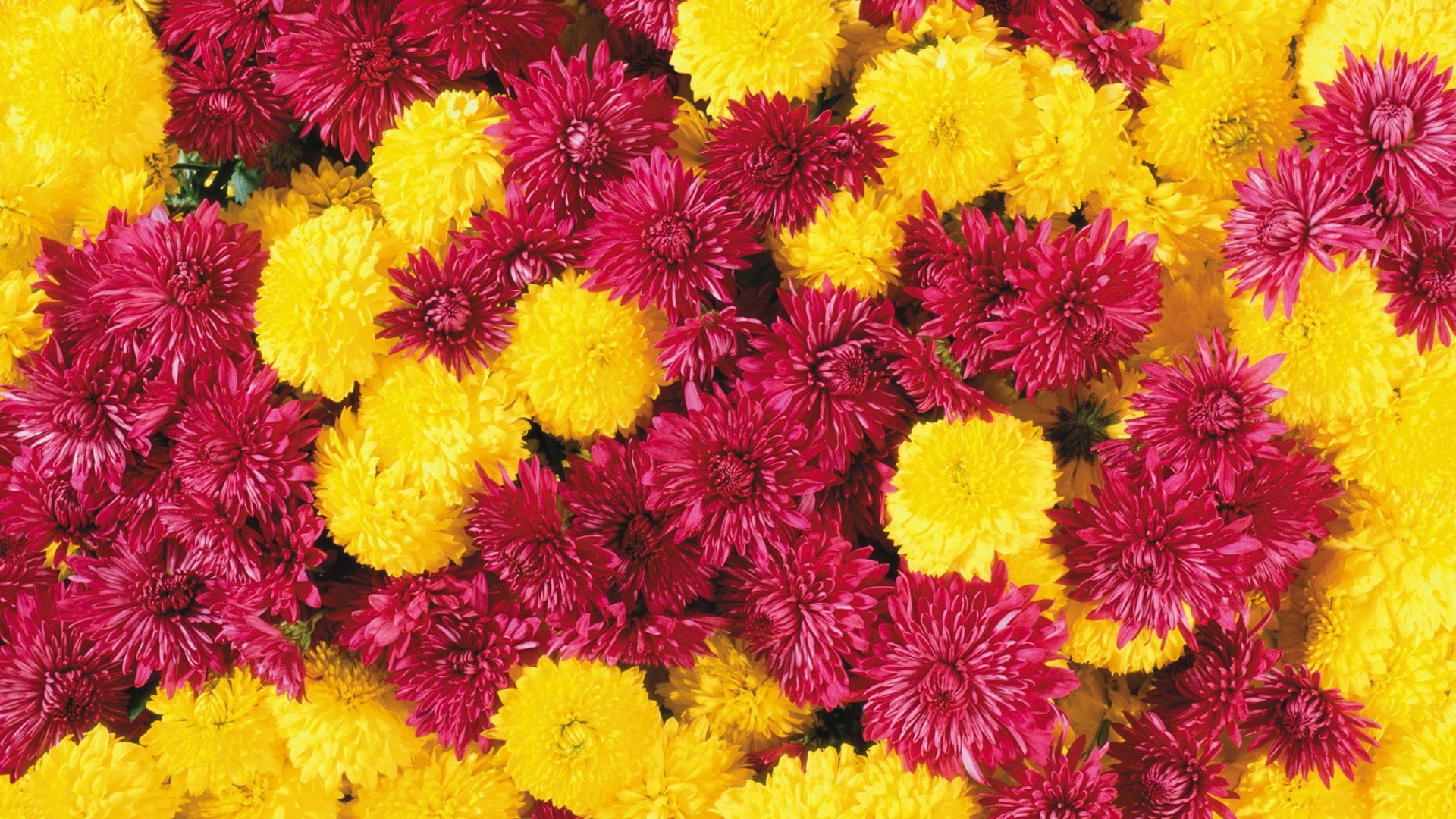 yellow flowers, 1080P, chrysanthemums, red flowers, colorful, plants, flowers, HD Wallpaper