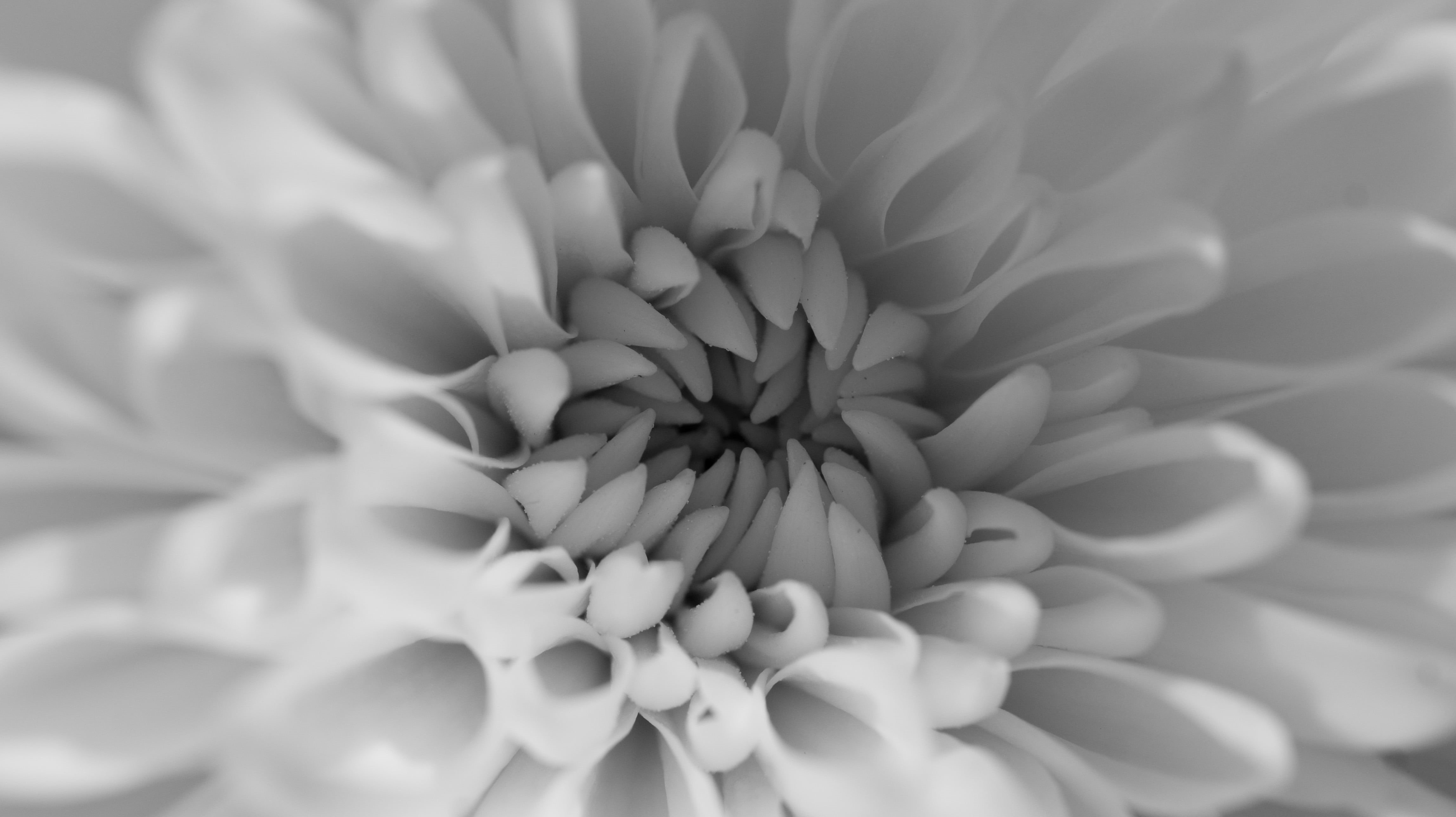 flower Head, petal, formation, plant, white, nature, backgrounds, white Chrysanthemum, flower, 4K, centre, micro, close-up, black  white, chrysanthemum, HD Wallpaper