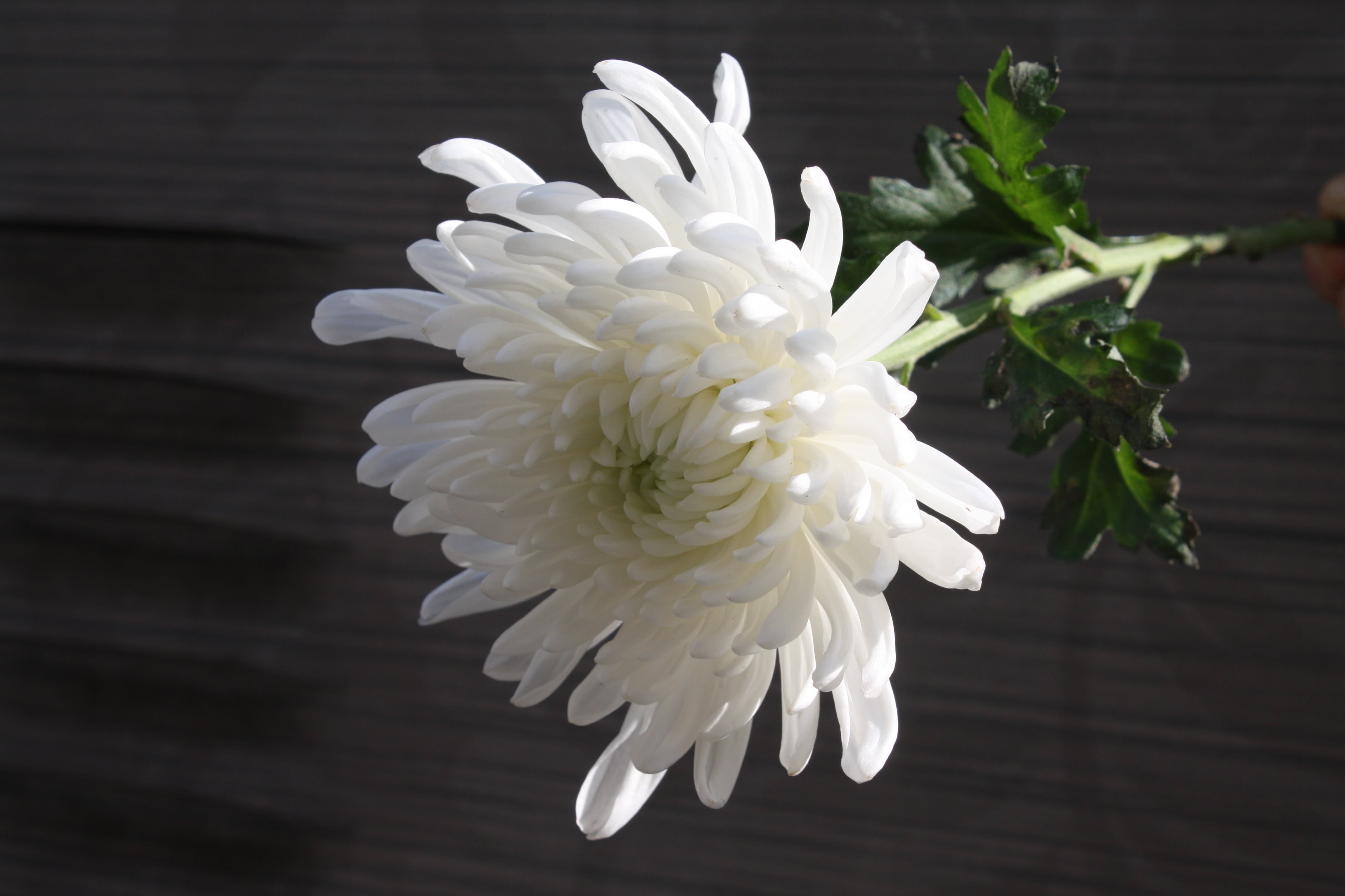 plant, day, outdoors, focus on foreground, freshness, inflorescence, article, fragility, nature, white color, chrysanthemum, beauty in nature, growth, flower, HD Wallpaper