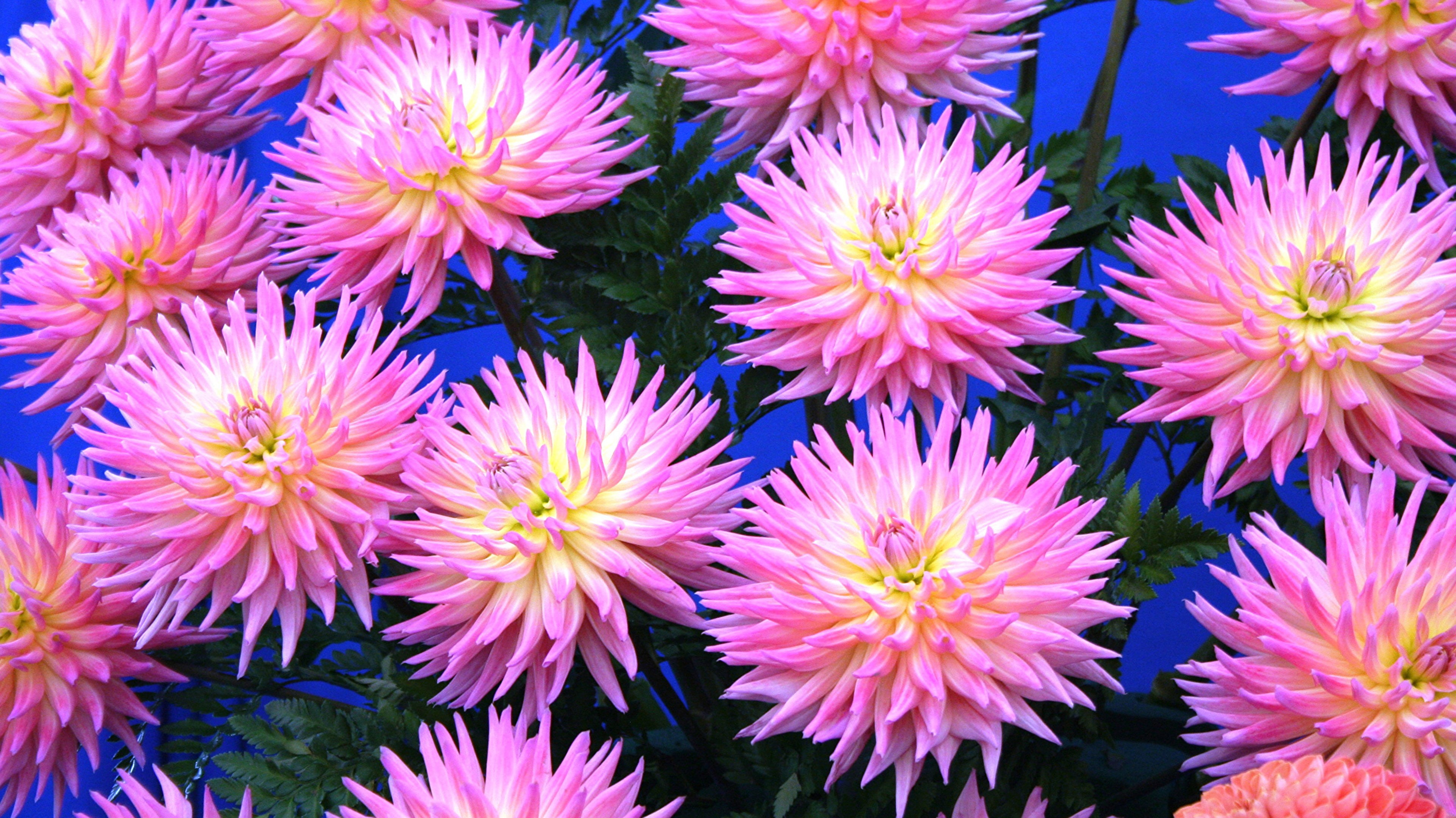 purple, flower head, inflorescence, fragility, pink color, vulnerability, chrysanthemums, backgrounds, pc, beauty in nature, mobile, growth, HD Wallpaper