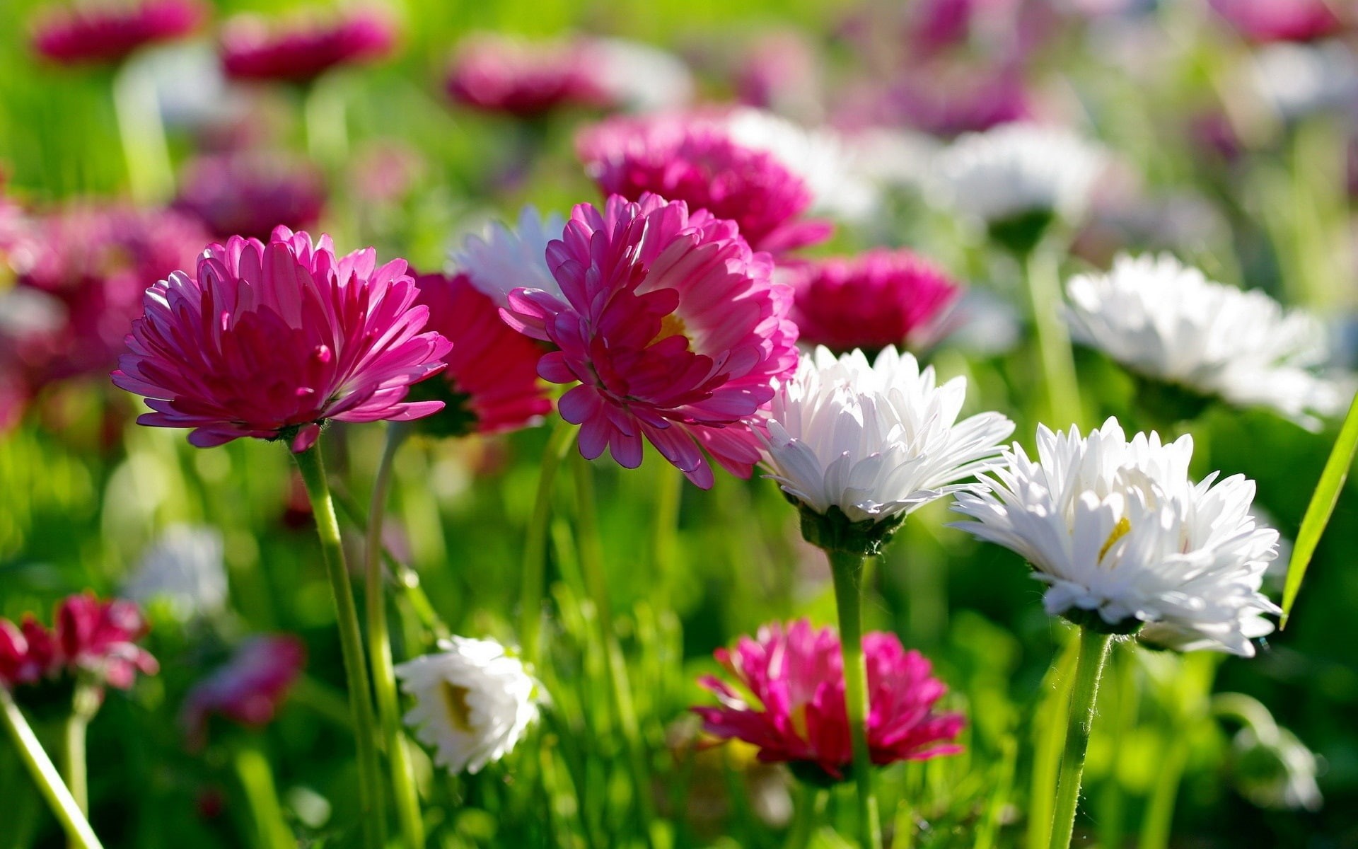 White, 1080P, flower, Summer, Pink, Flowers, field, Chrysanthemum, HD Wallpaper