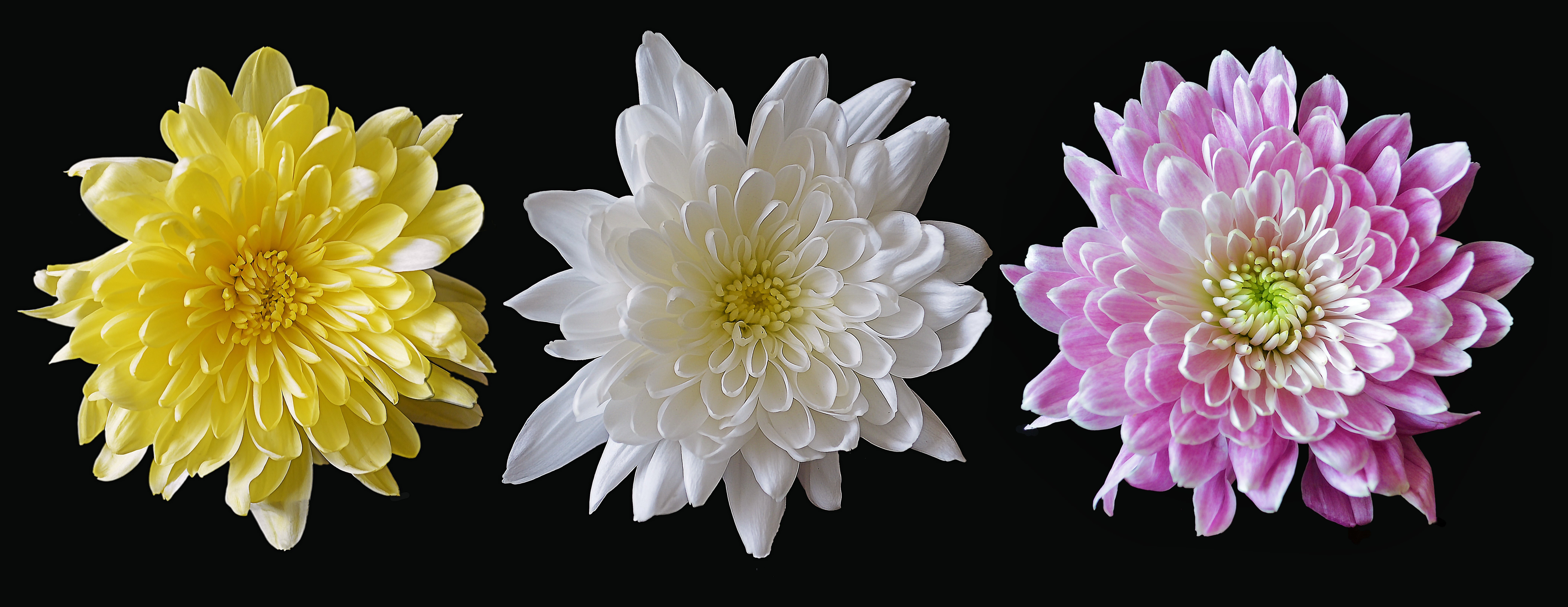 bright, nature, plant, beauty in nature, collection, bunch of flowers, set, pink color, white, floral, purple, flowers, fragility, mix, mixed, indoors, HD Wallpaper