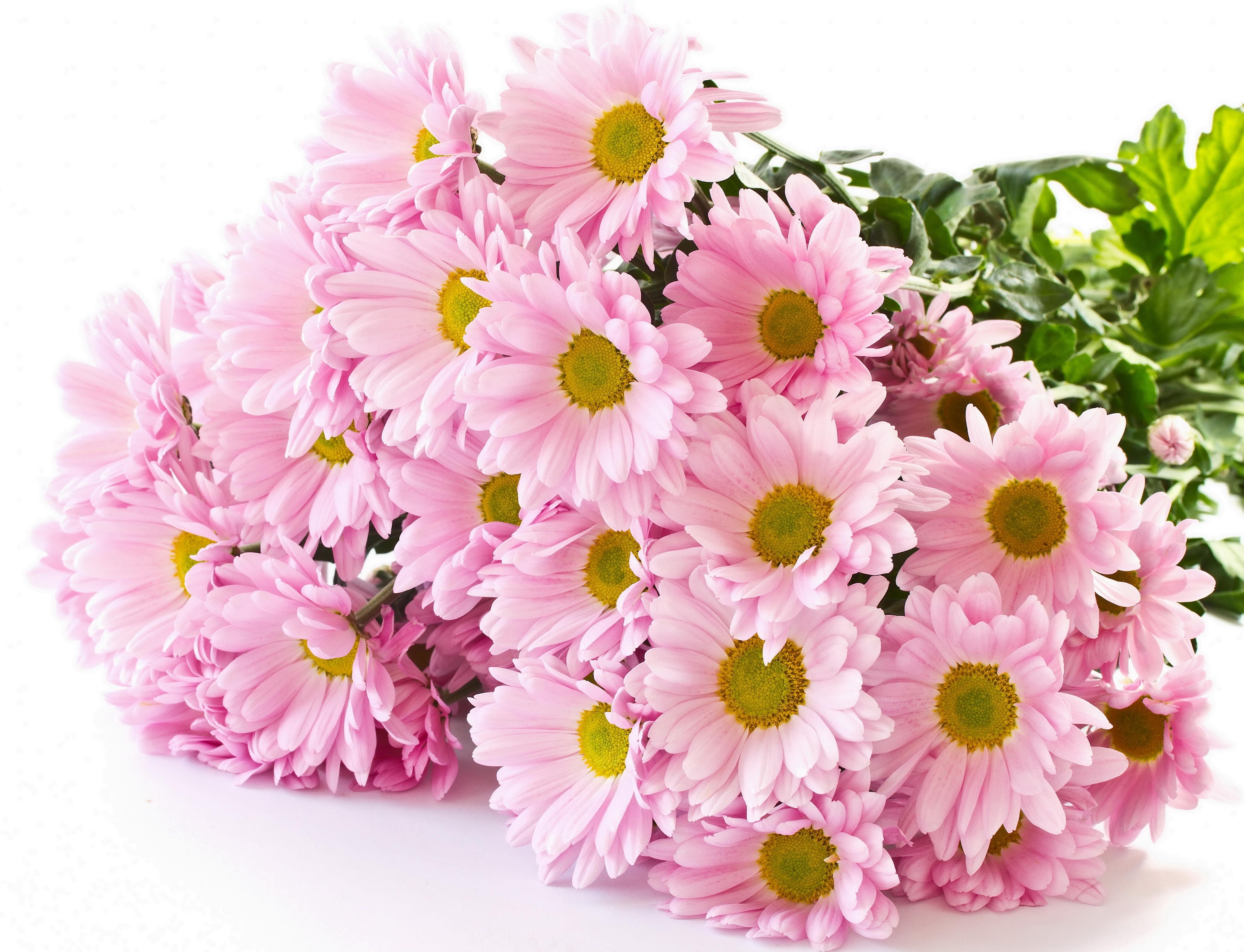 summer, multi Colored, studio shot, chrysanthemum, beauty In Nature, backgrounds, inflorescence, daisy, single Flower, flowering plant, pattern, leaf, indoors, HD Wallpaper