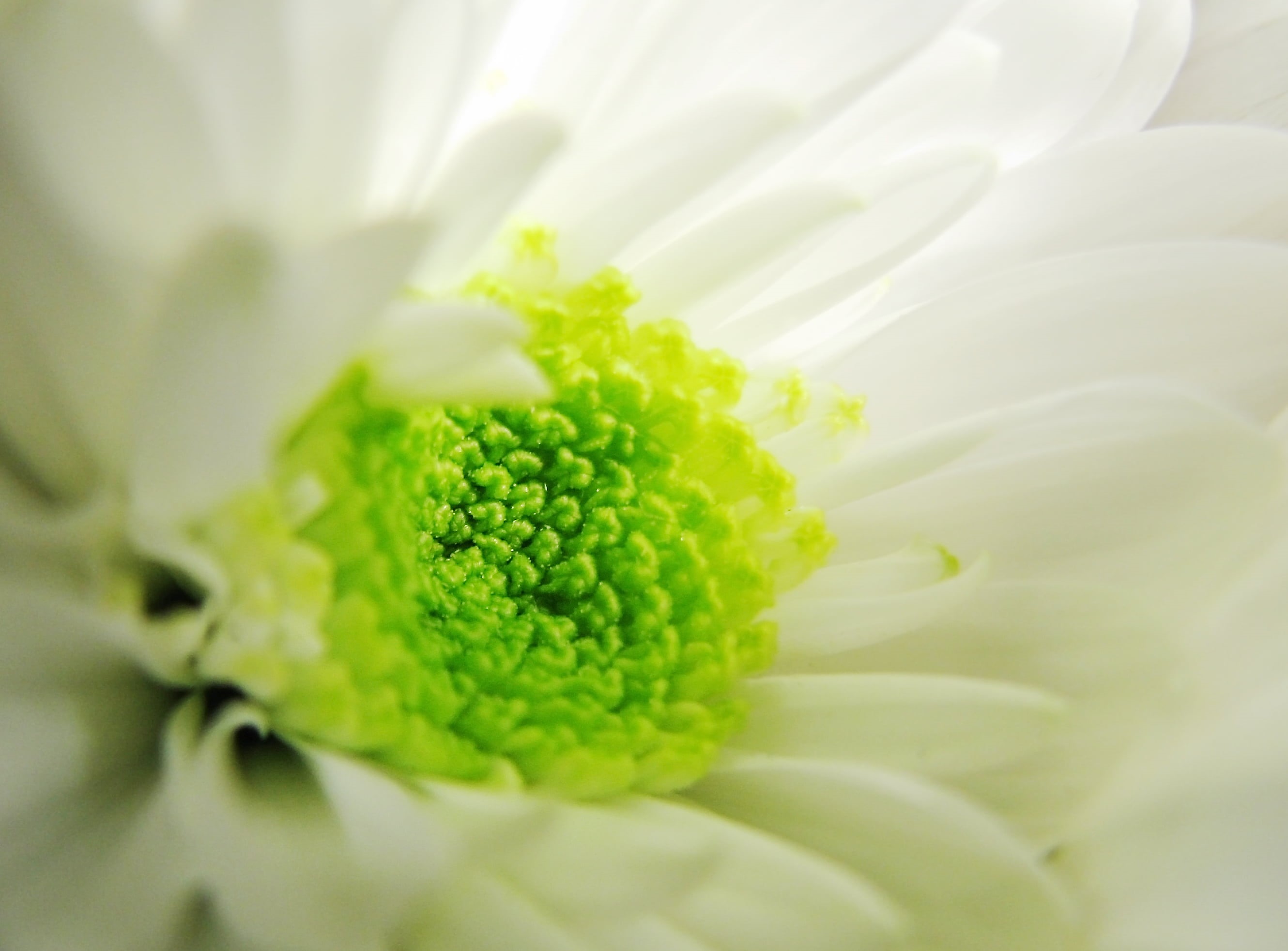 yellow, white, nature, freshness, summer, flower, daisy, green, chrysanthemum, petal, plant, 2K, close-up, HD Wallpaper