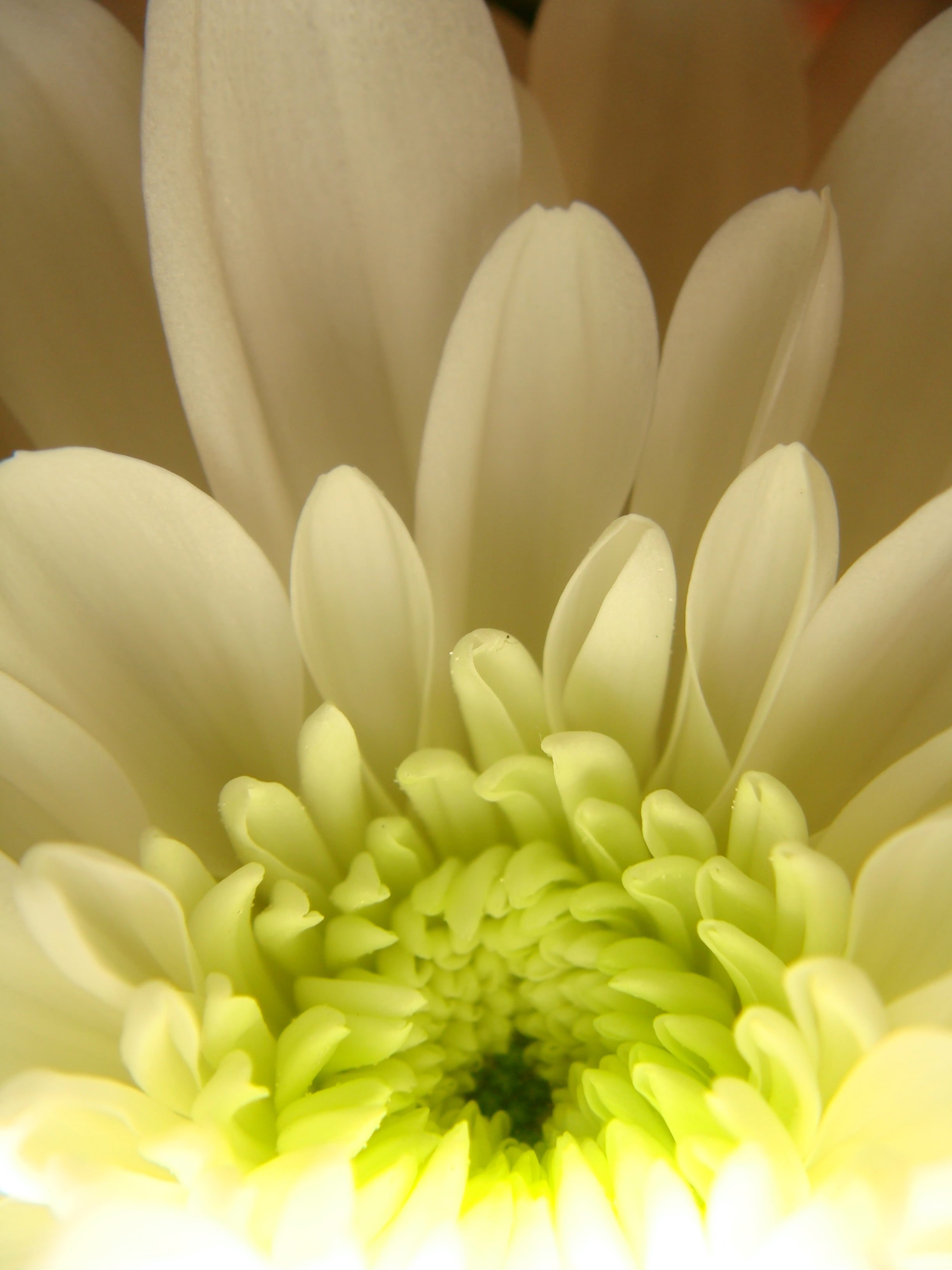 Leaf, cluster, flower Head, Macro, White Chrysanthemum, Photography, Closeup, Plants, close-up, nature, Green  Garden, 2K, Leaves, flower  Flower, Sony  Cybershot, Phone HD Wallpaper