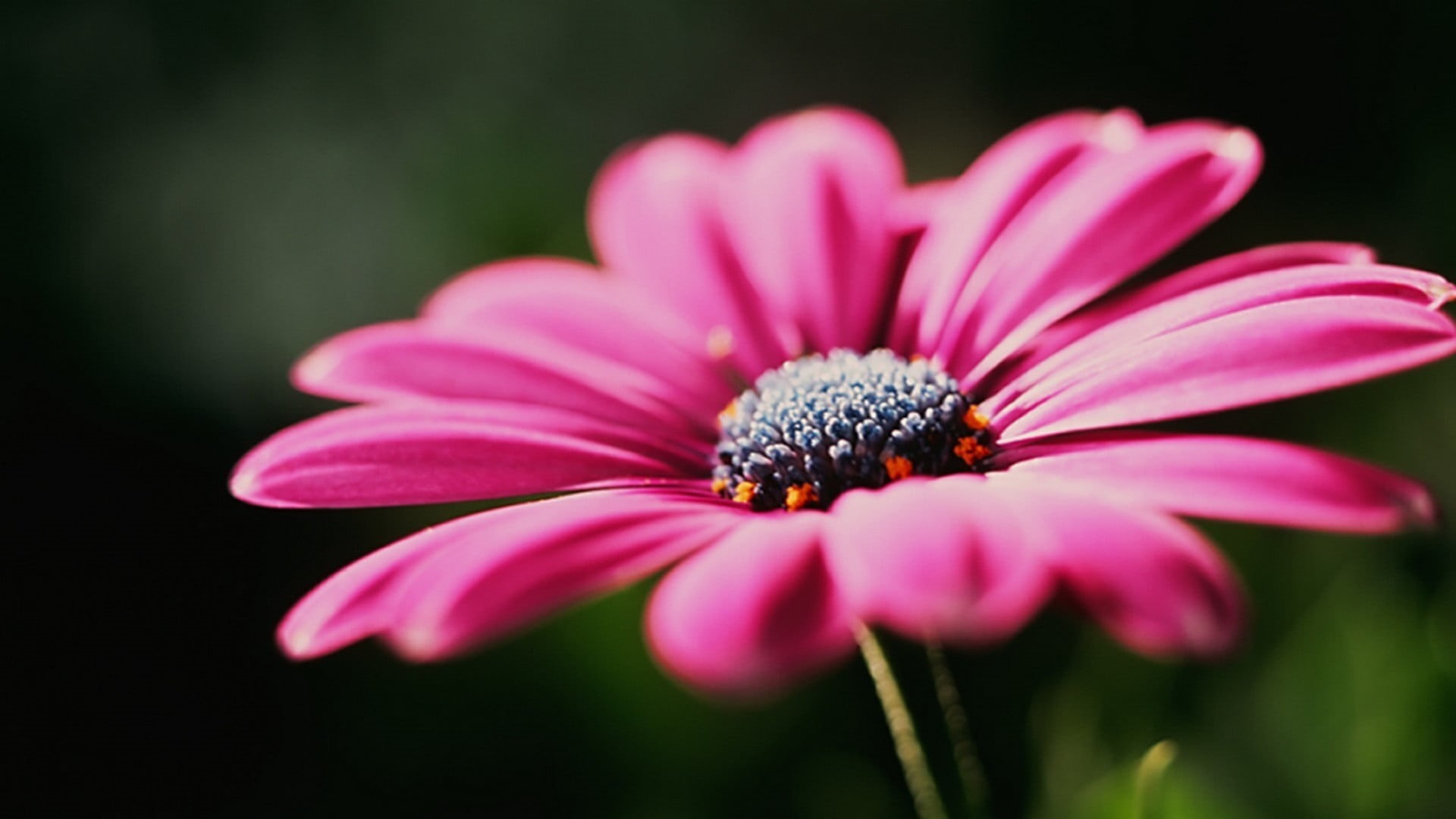 fragility, flower, inflorescence, single Flower, pollen, flower Head, nature, day, summer, botany, gerbera Daisy, color Image, freshness, season, no People, HD Wallpaper