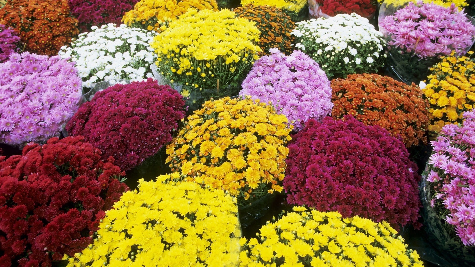vibrant Color, yellow, for sale, purple, flower arrangement, bouquet, flowering plant, leaf, field, petal, fragility, no People, blossom, green Color, botany, HD Wallpaper