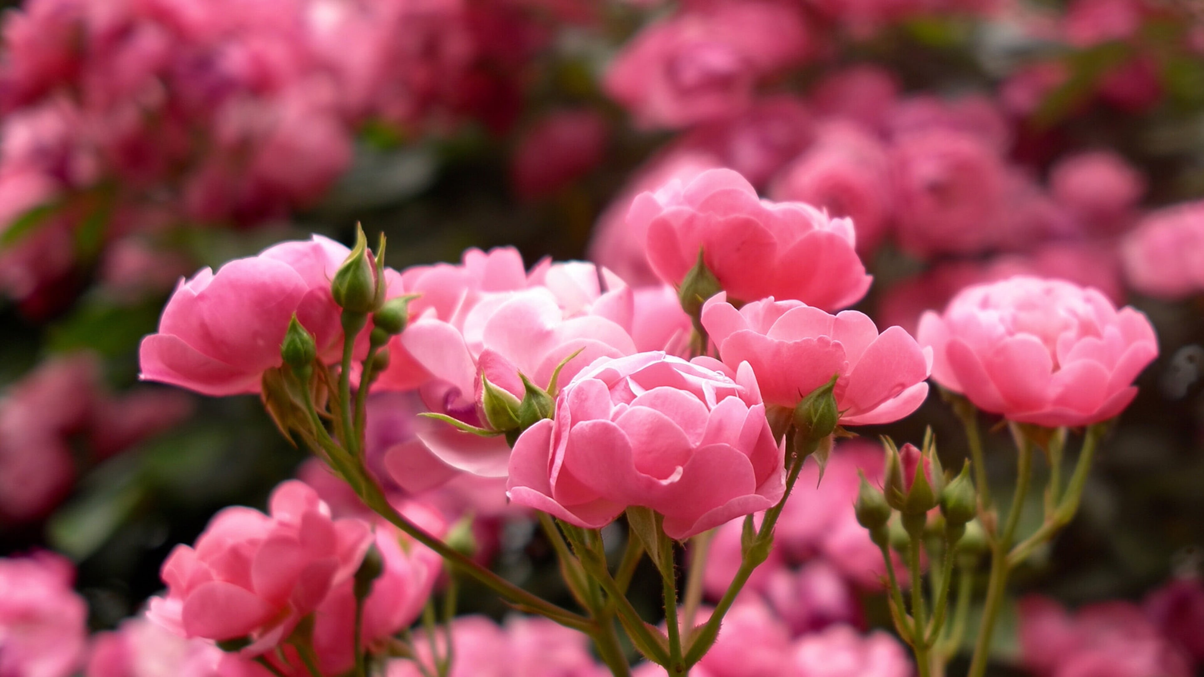 springtime, selective focus, ornamental garden, hd, pink color, close-up, fragility, inflorescence, flowerbed, vulnerability, flower, no people, HD Wallpaper