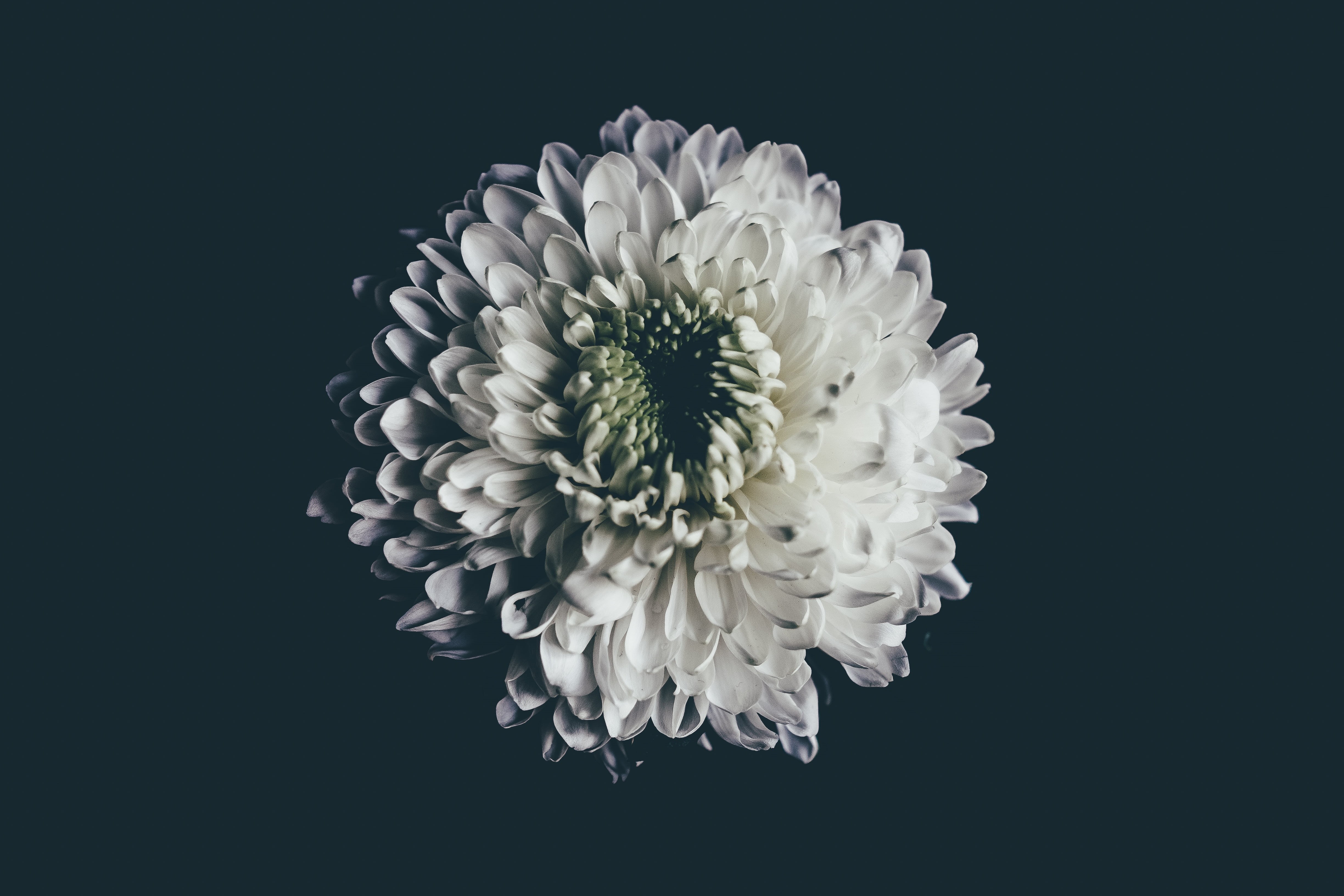 white, selective, plant, petal, fragility, photography, nature, focus, bloom, black background, indoors, autumn, studio shot, flowering plant, chrysanthemum, HD Wallpaper