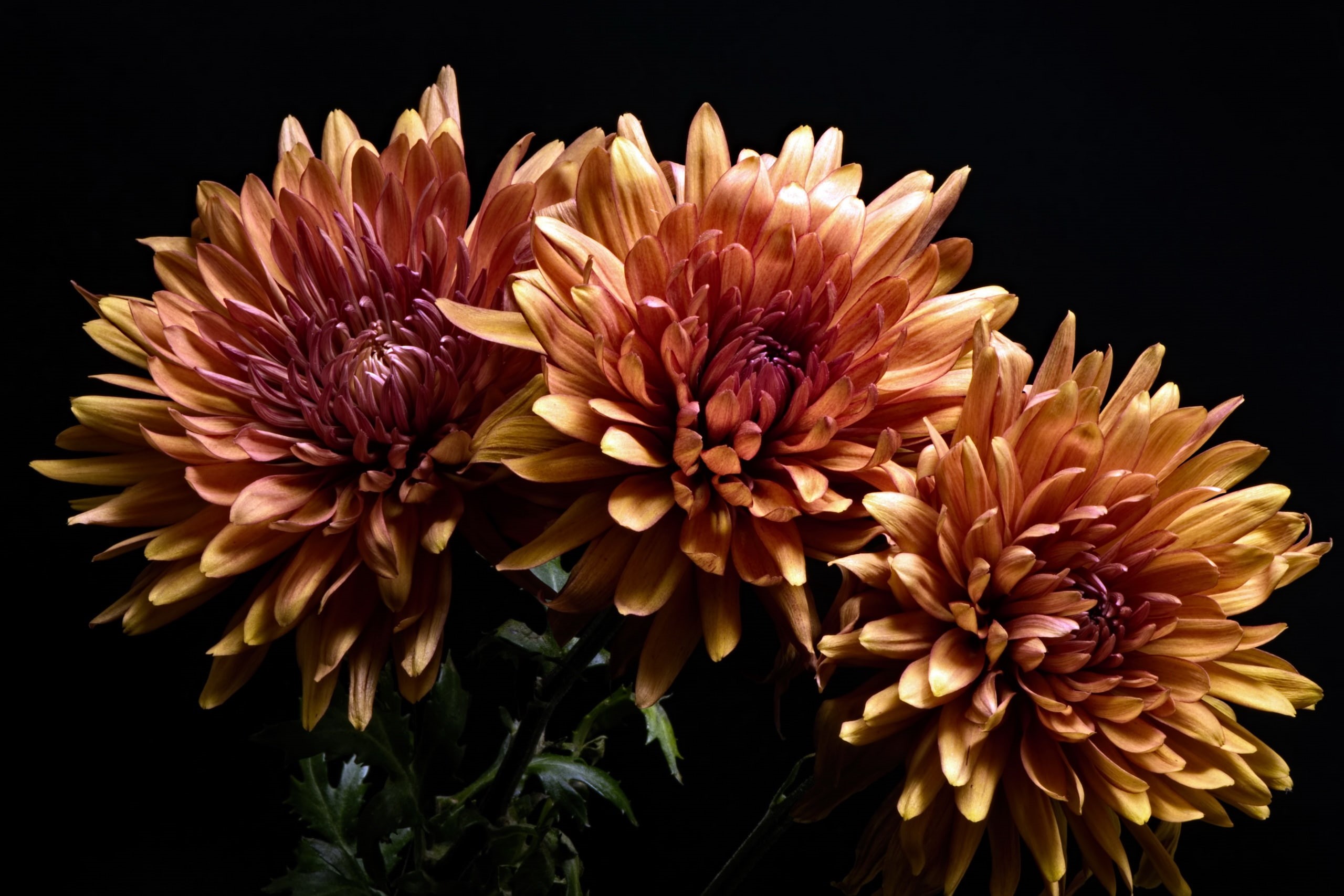 black background, flowering plant, beauty in nature, indoors, plants, vulnerability, no people, growth, 2K, flower head, inflorescence, plant, flower, HD Wallpaper