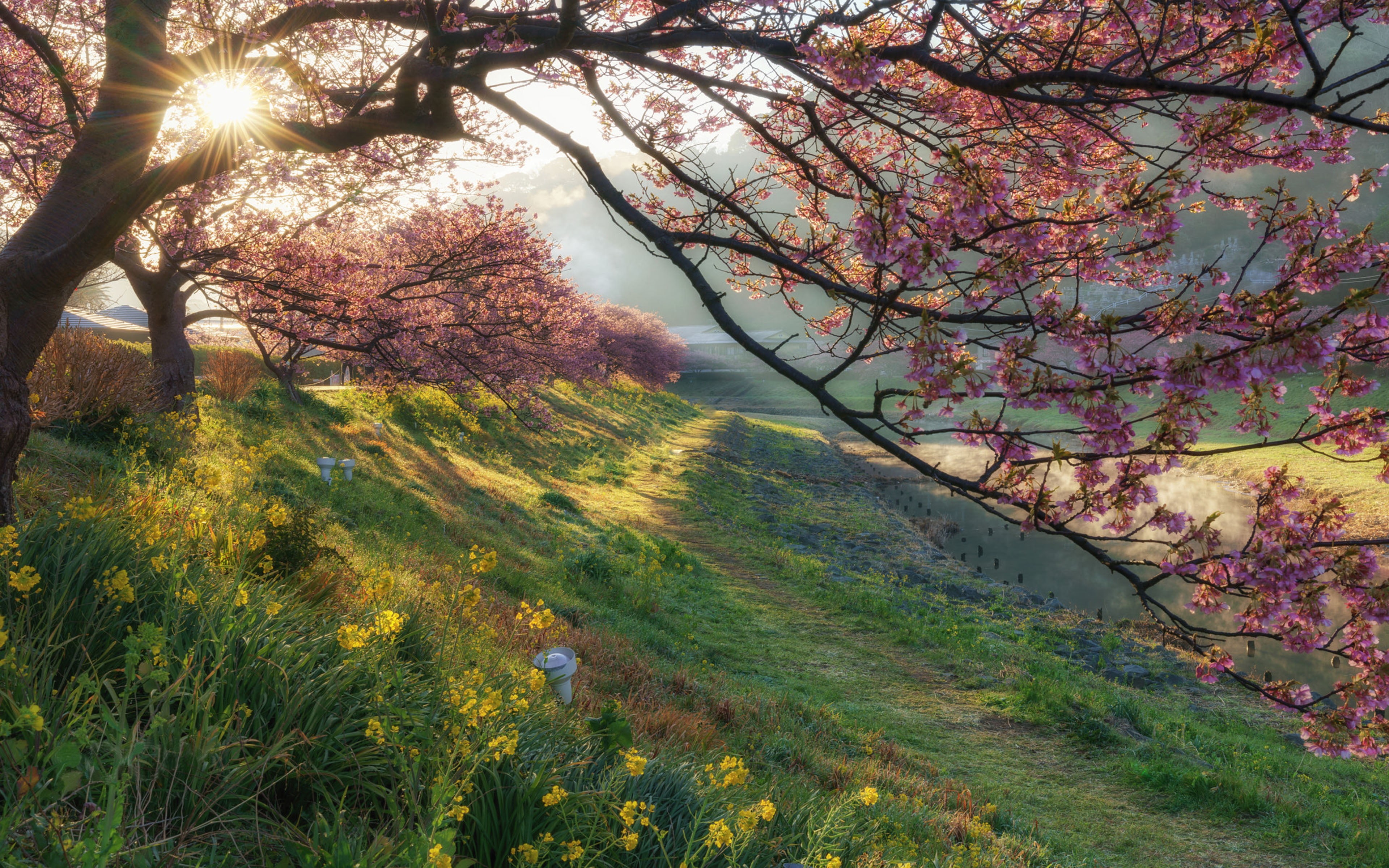 sky, no people, shizuoka, tranquility, landscape, tranquil scene, nature, fragility, springtime, hd, blossom, desktop, flowering plant, plant, HD Wallpaper