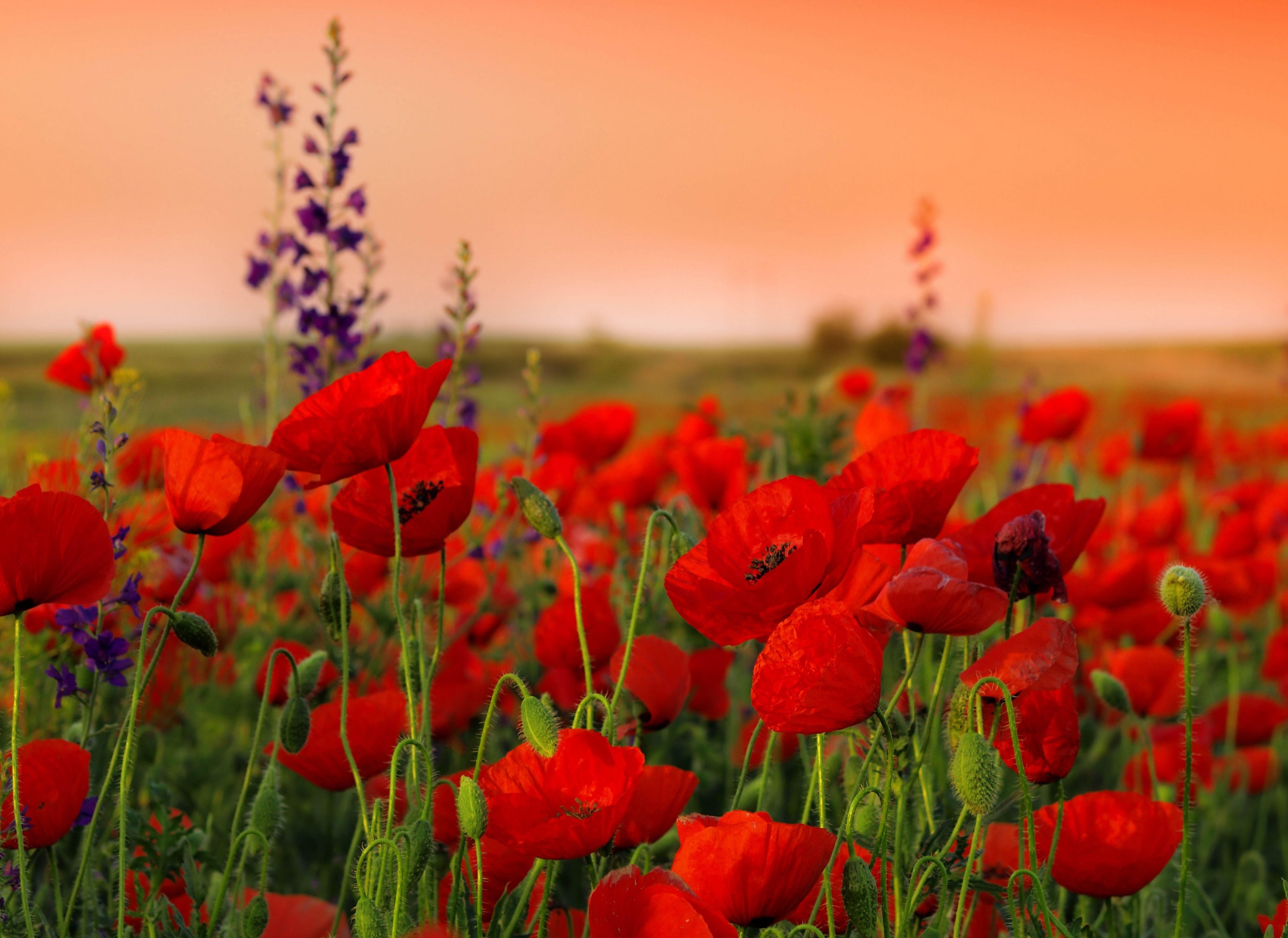 vibrant Color, non-Urban Scene, close-up, backgrounds, colors, wildflower, poppy, no People, summer, meadow, petal, beauty In Nature, growth, sunset, color Image, HD Wallpaper