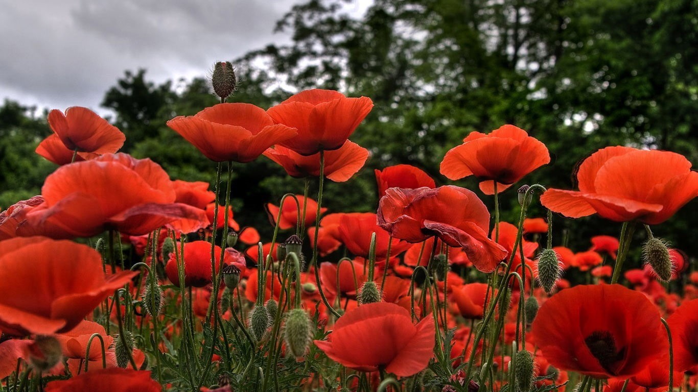 sky, petal, fragility, 720P, freshness, growth, flower head, day, flowering plant, nature, red, botany, no people, close-up, vulnerability, plants, land, HD Wallpaper