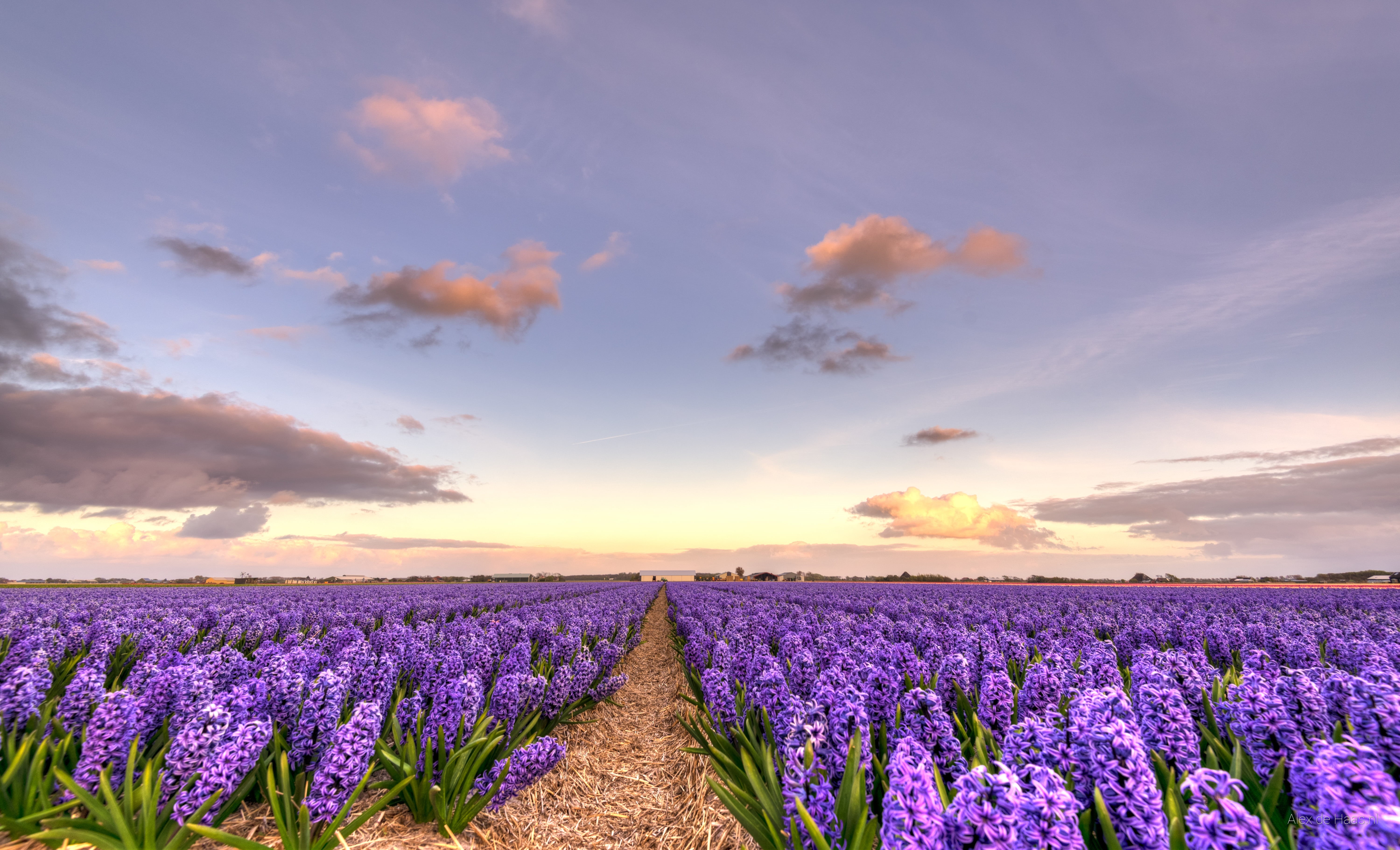 plant, flower fields, flower, irises, bloemen, purple, Nederlands, agriculture, flowerbed, sunset, flower  flower, D750, Nederland, 35mm, landscape, Netherlands, HD Wallpaper
