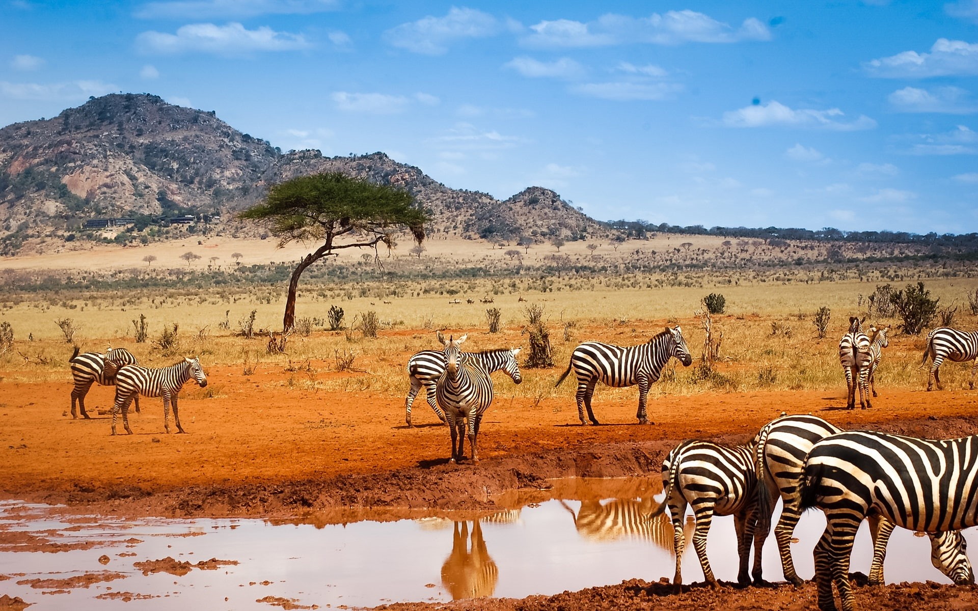 Sky, Zebras, 1080P, Blue, Safari, Water, Kenya, HD Wallpaper