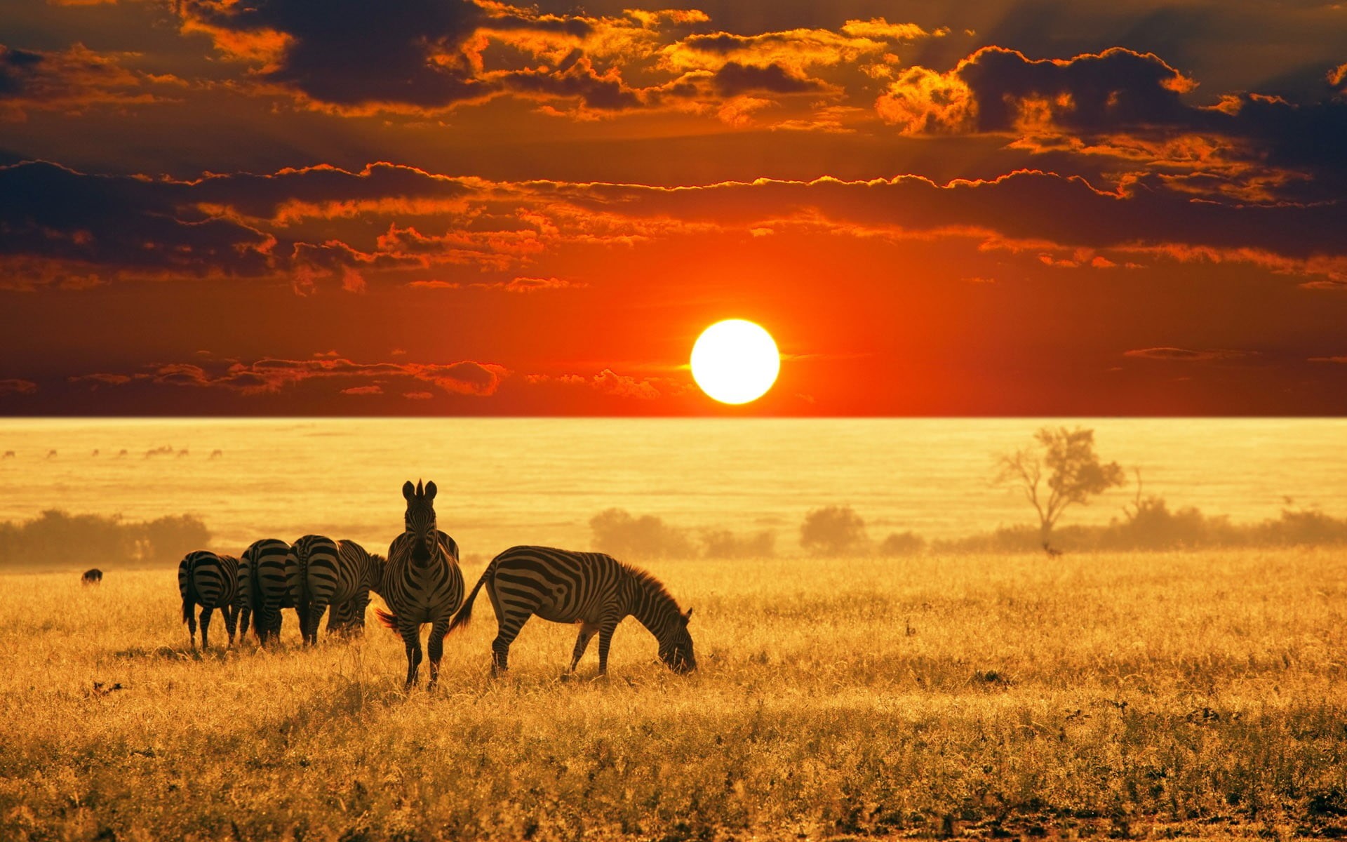 land, animal wildlife, 1080P, sky, savannah, Africa, environment, sunlight, scenics - nature, group of animals, cloud - sky, animal, nature, animals, animals in the wild, HD Wallpaper