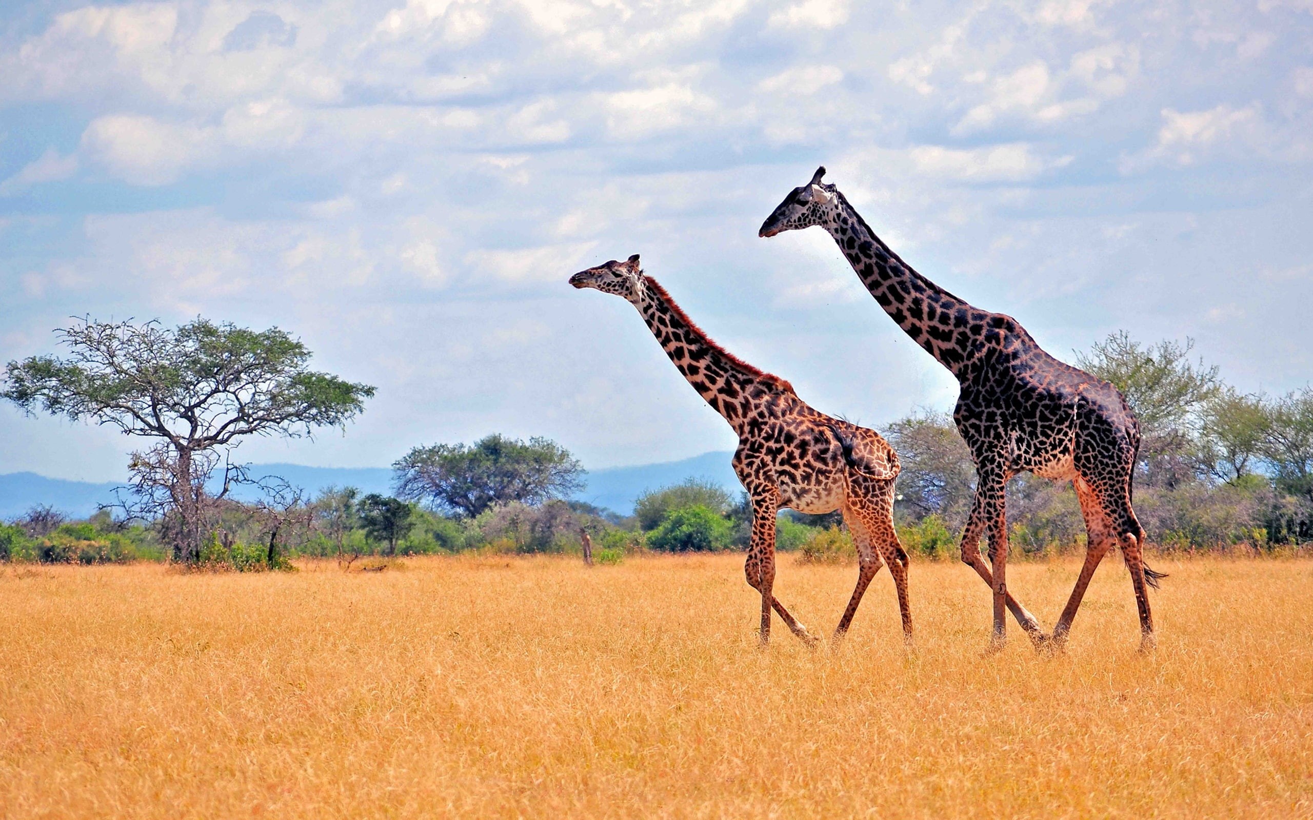 African, Zebras, 2K, Safari, HD Wallpaper