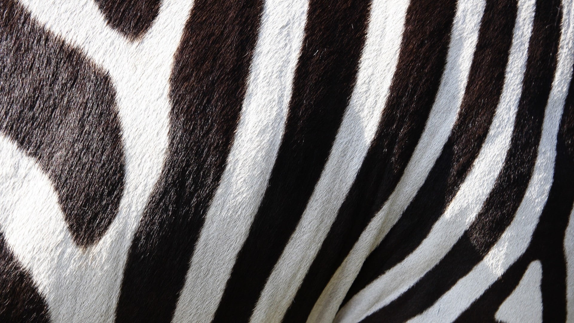 macro, close-up, no people, 1080P, zebra, backgrounds, stripes, animal wildlife, textured, one animal, animal body part, abstract, vertebrate, striped, HD Wallpaper