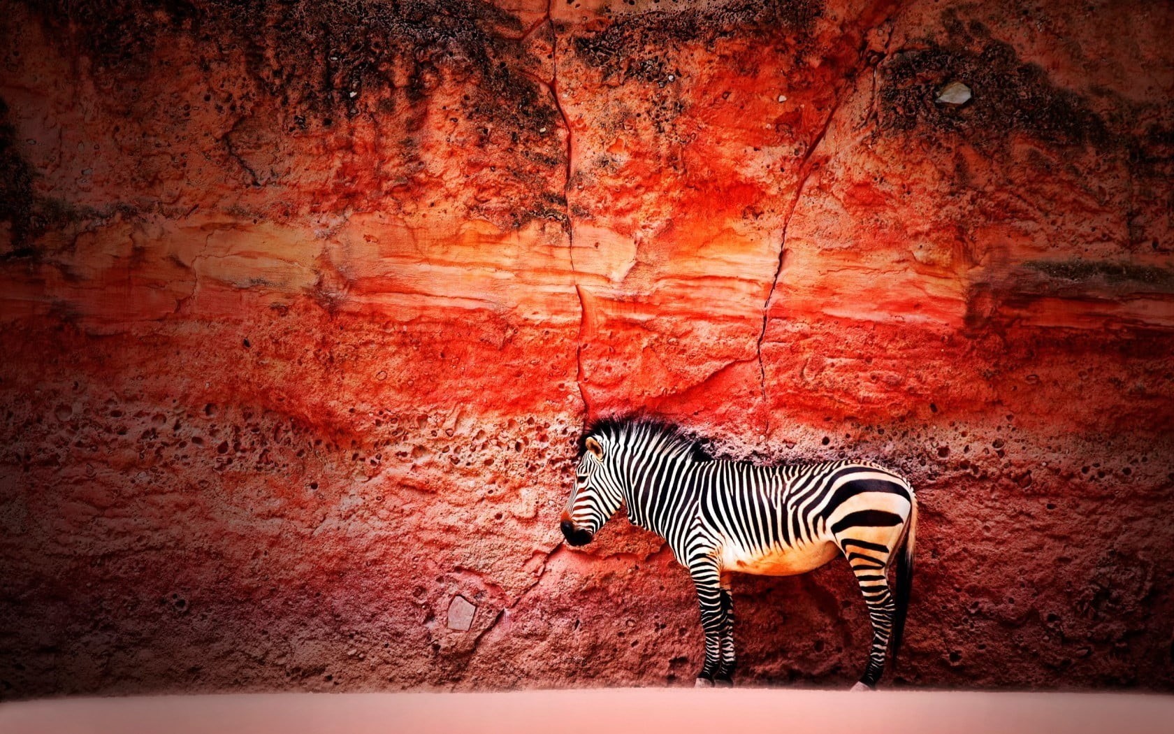 white, domestic animals, no people, mammal, striped, standing, built structure, wall - building feature, one animal, zebra, red, 720P, zebras, architecture, HD Wallpaper