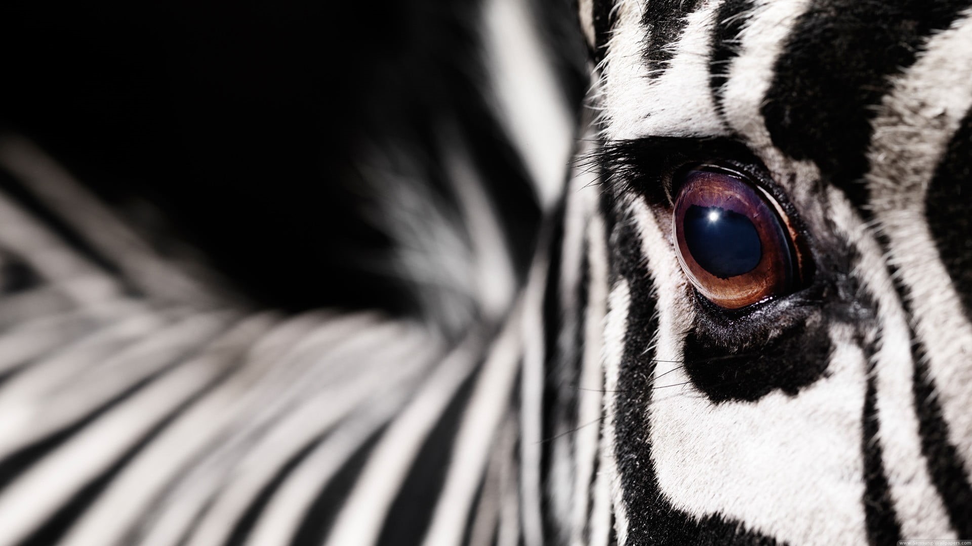 black, zebras, one animal, body part, white, sensory perception, animal wildlife, macro, domestic, animal head, animal themes, animal, black color, mammal, HD Wallpaper