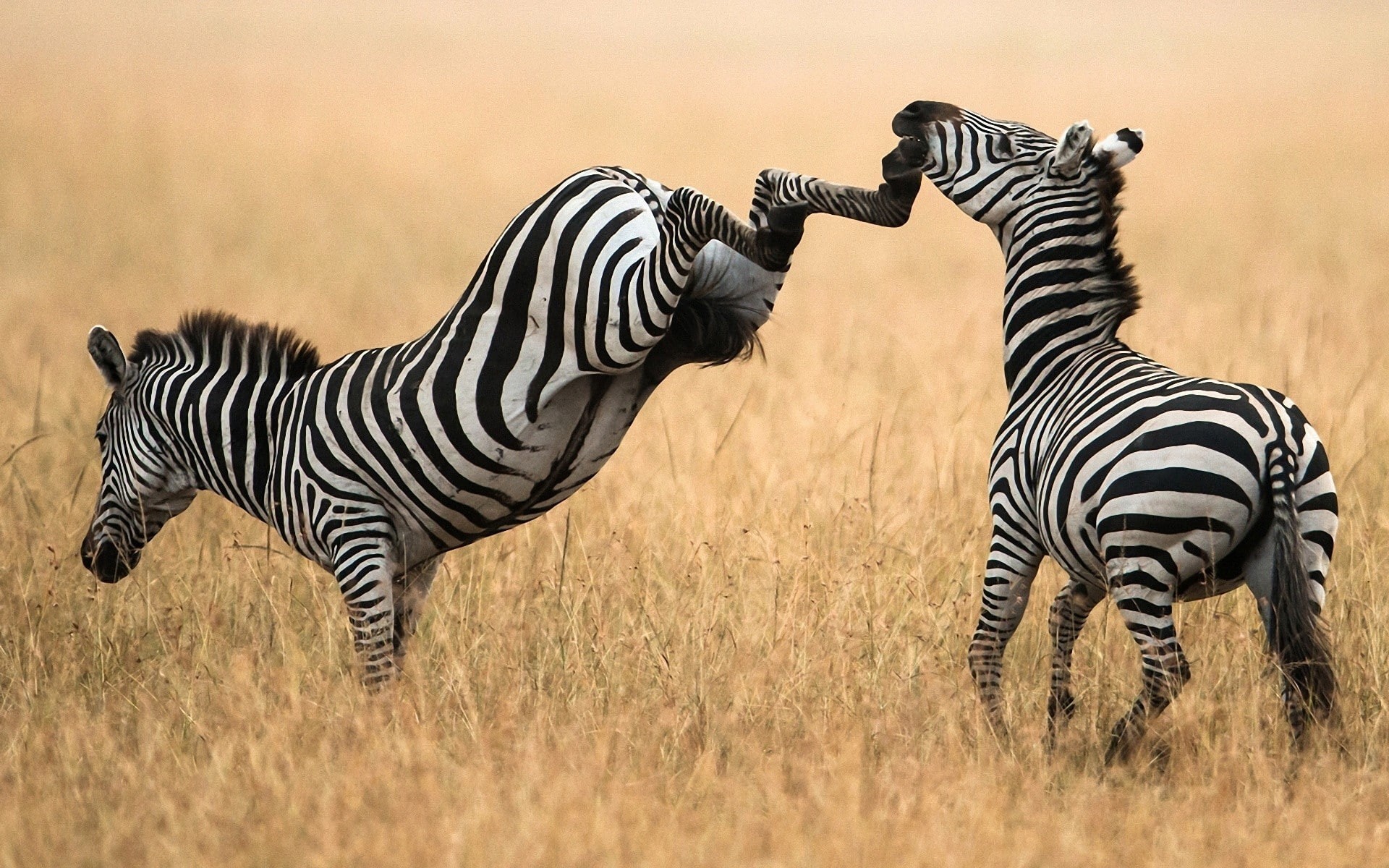 animals, group of animals, nature, animal themes, safari, livestock, grass, standing, animal markings, 1080P, vertebrate, zebra, mammal, domestic animals, HD Wallpaper