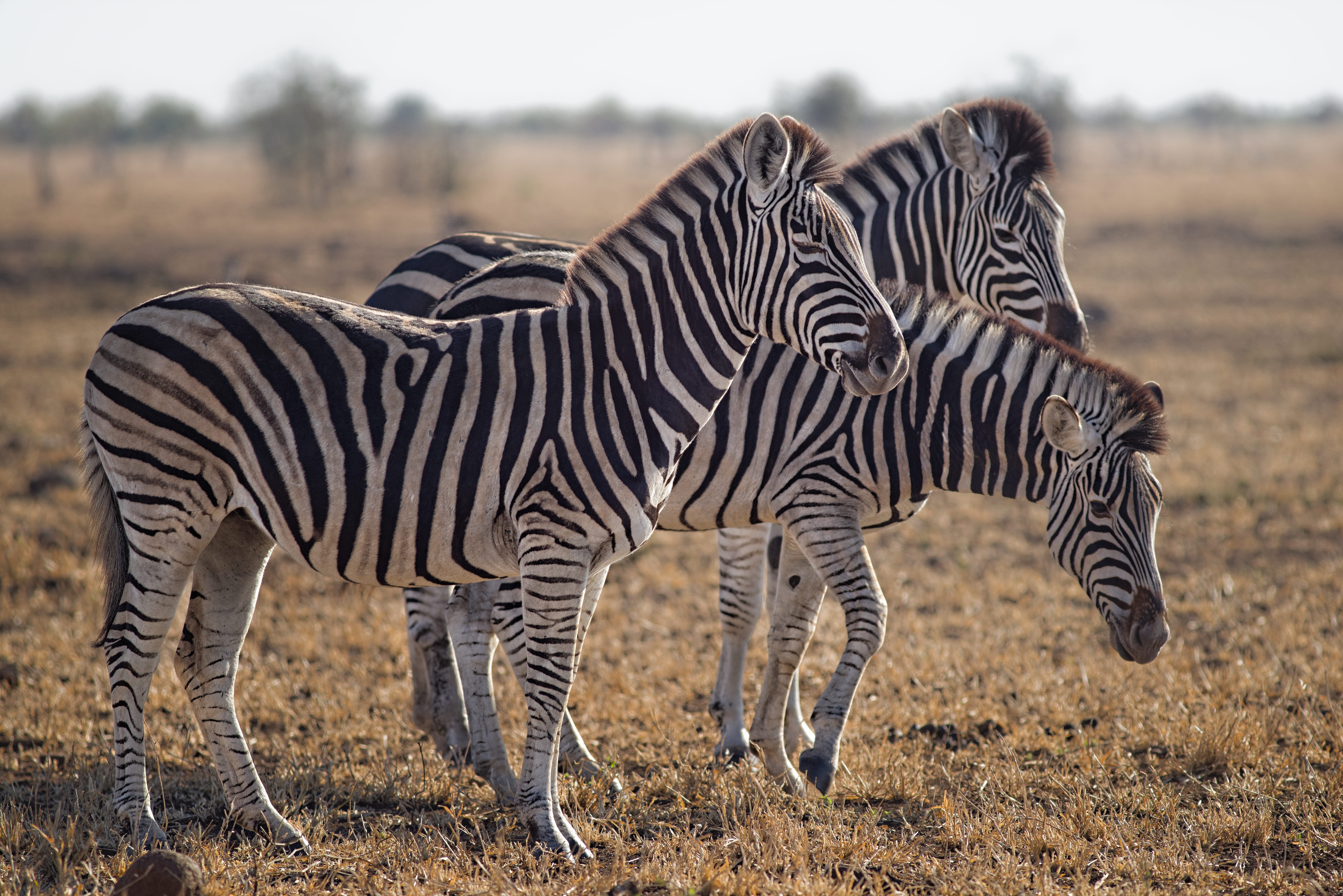 side view, green, wild, focus on foreground, grass, 5K, field, environment, standing, herbivore, group of animals, reserve, landscape, focus, herd, ground, HD Wallpaper