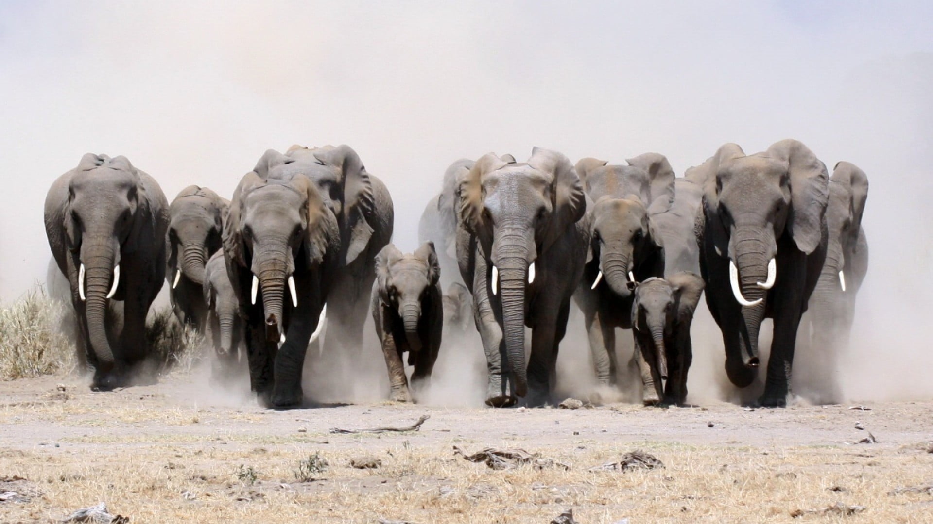 elephant, animals in the wild, day, animal themes, animal family, outdoors, group of animals, mammal, animals, vertebrate, animal wildlife, togetherness, HD Wallpaper