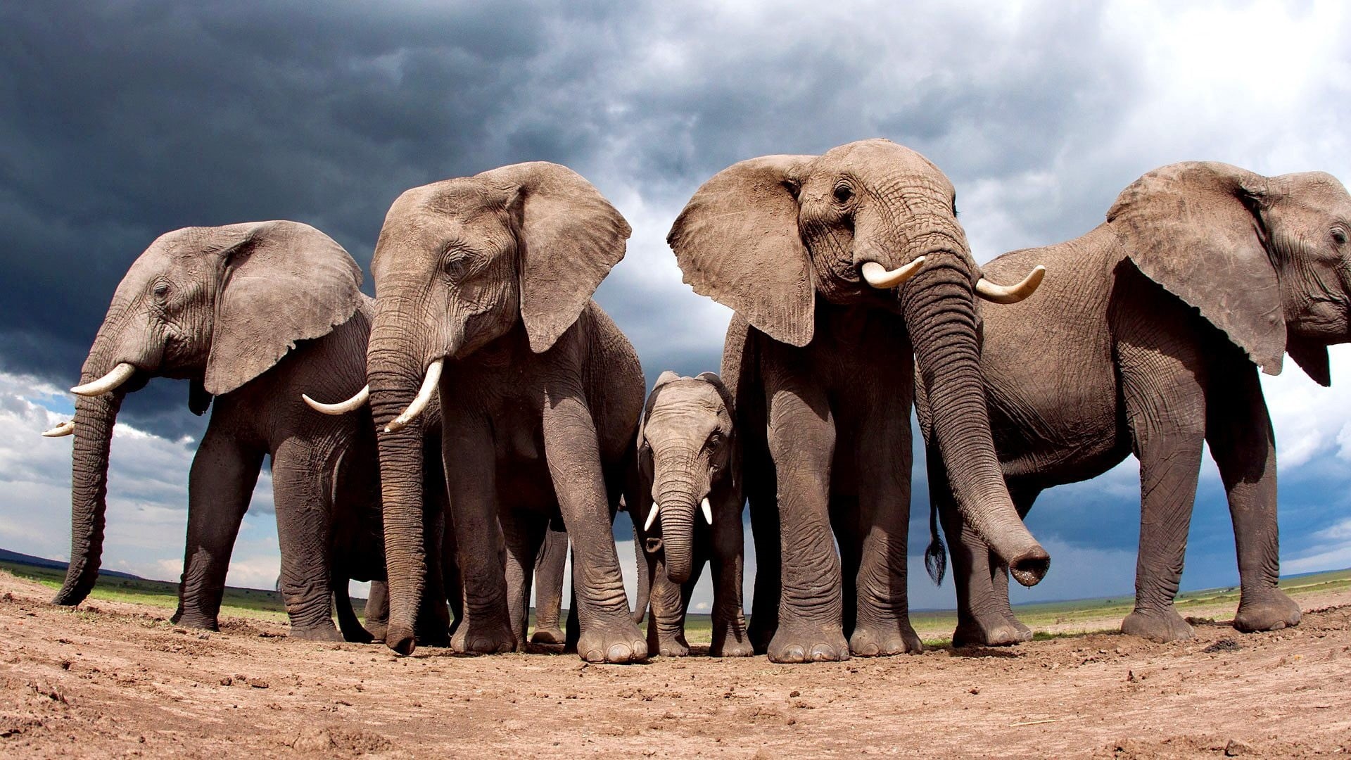 clouds, herd, no people, mammal, brown, fisheye lens, african elephant, animal family, animal themes, land, day, sky, medium group of animals, herbivorous, HD Wallpaper