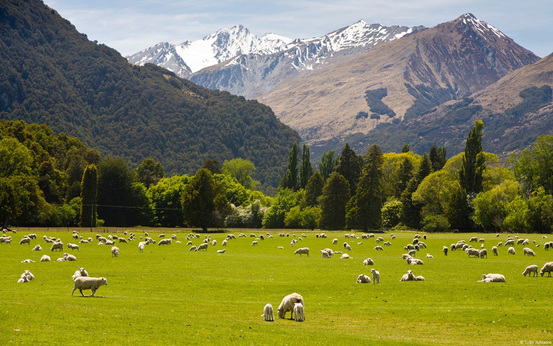scenery, mountain, animal themes, domestic, large group of animals, pets, grazing, group of animals, domestic animals, no people, 1080P, wal, zealand, HD Wallpaper