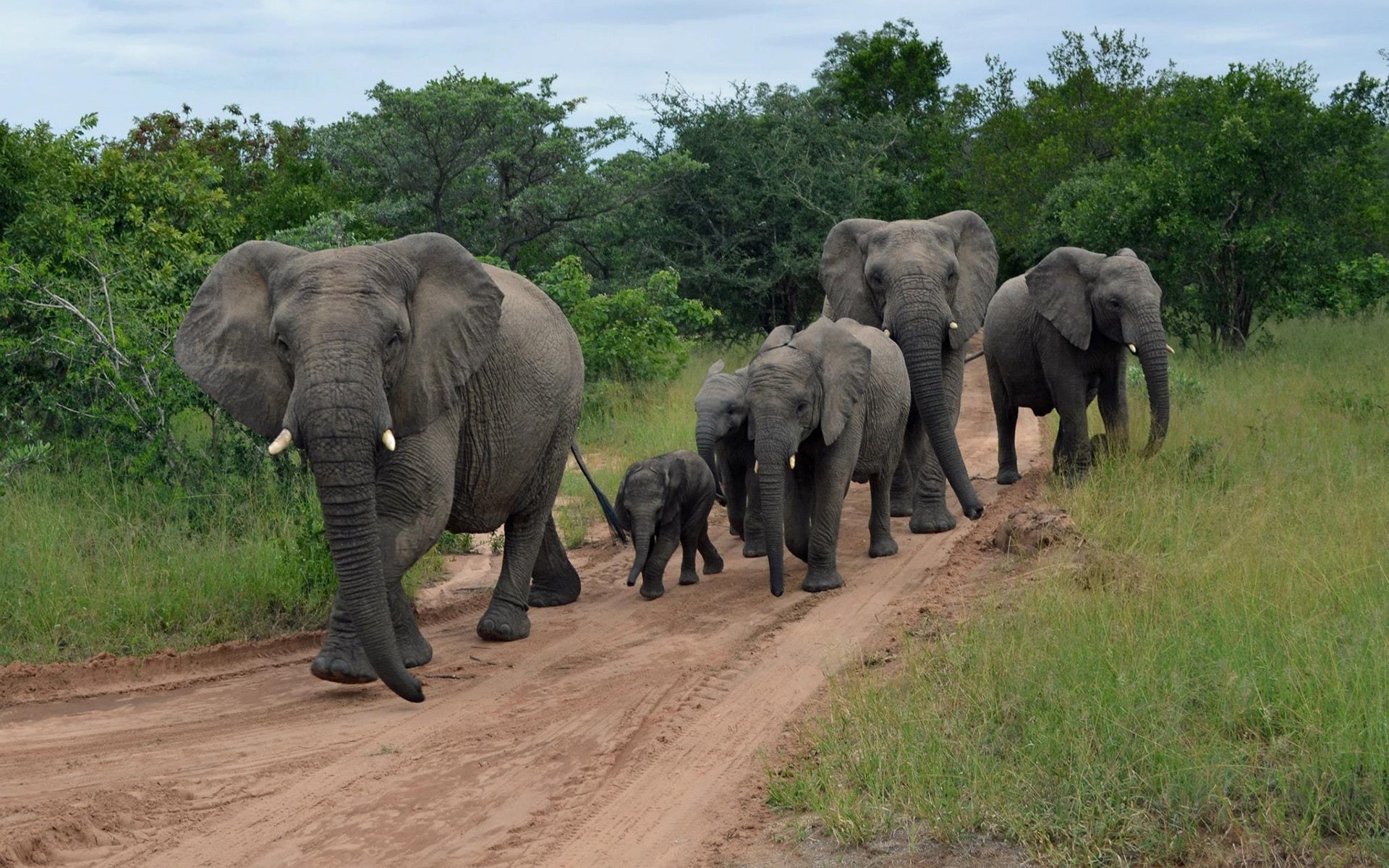 1080P, elephants, hd, group, herd, elephant, animals, HD Wallpaper