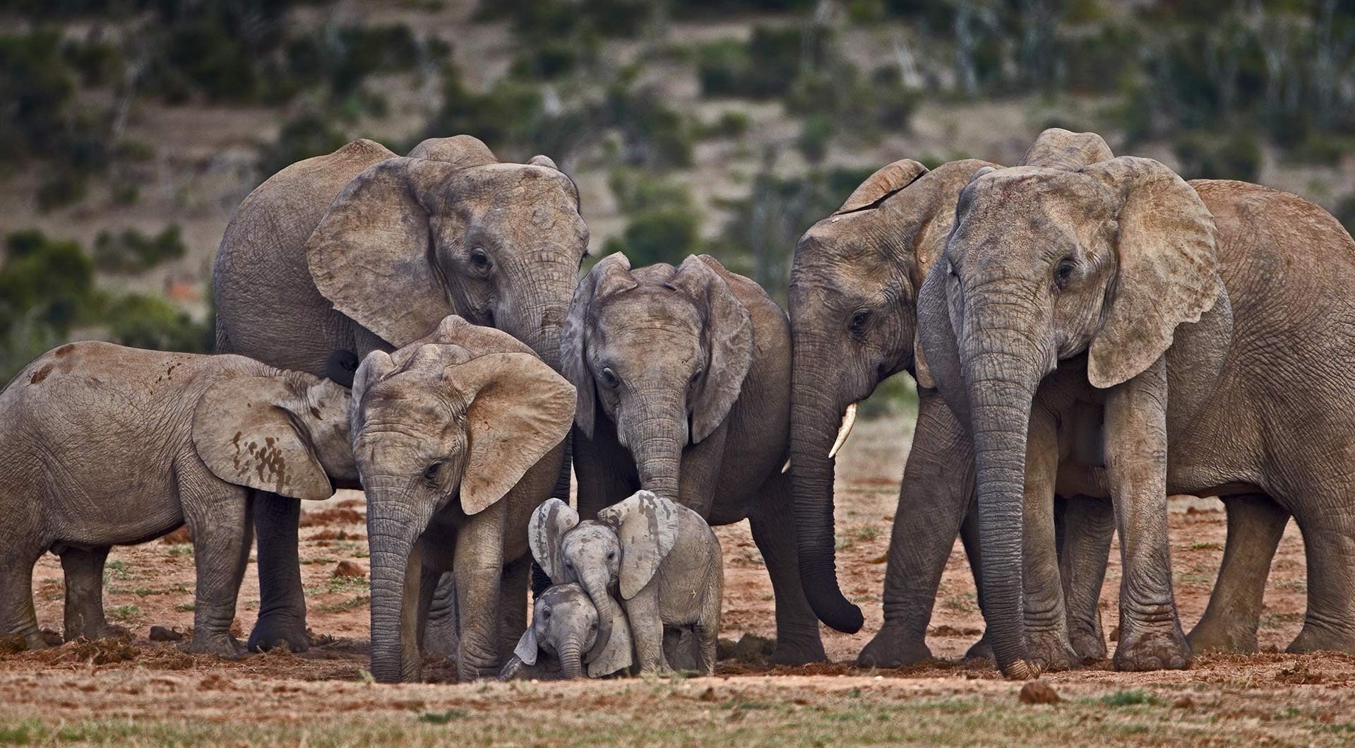no people, animal themes, nature, day, outdoors, african elephant, elephant calf, vertebrate, mammal, elephant, animal family, animals, animals in the wild, HD Wallpaper