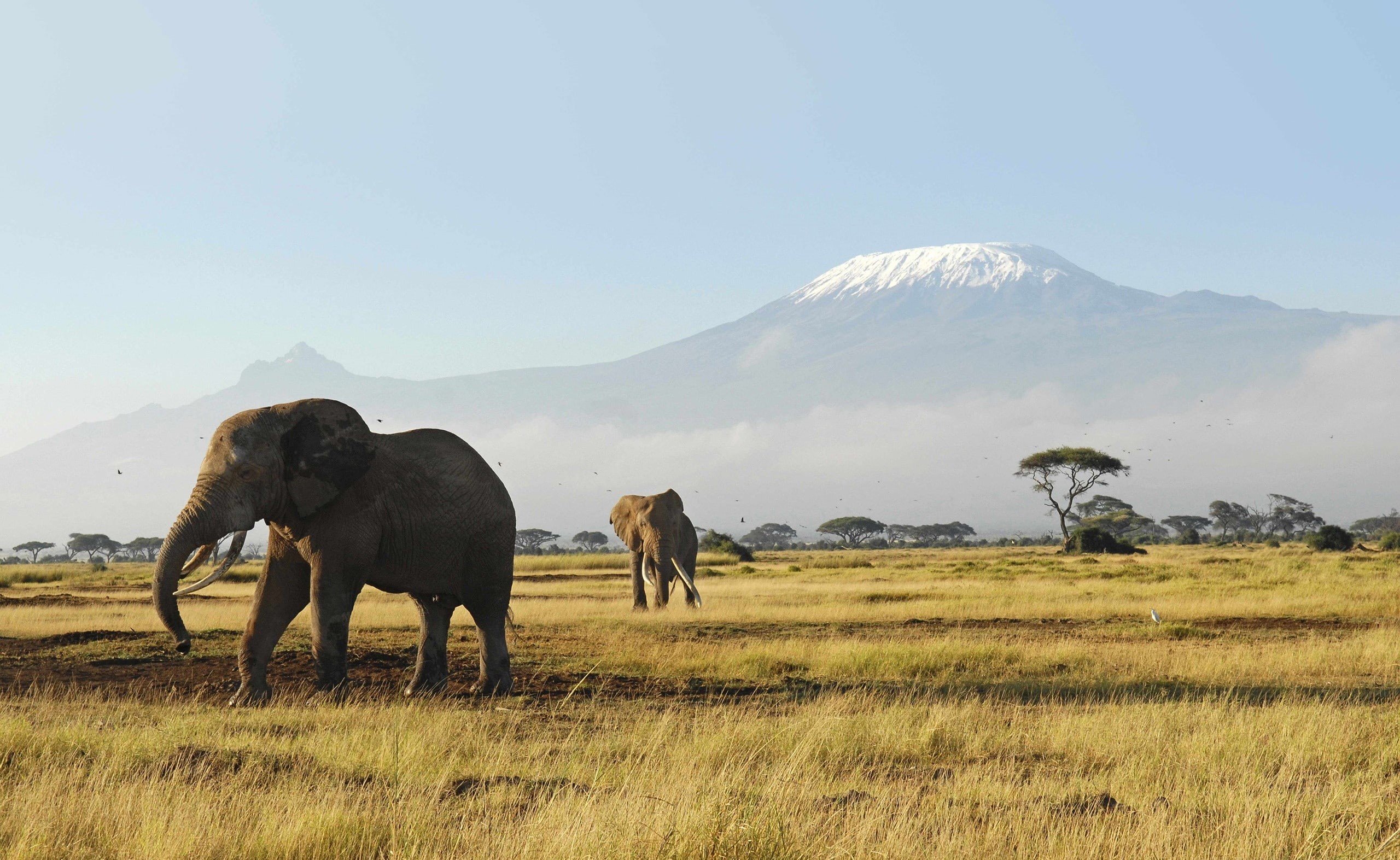 2K, Africa, animal themes, vertebrate, mountain, elephant, grasses, Nature, Elephants, kilimanjaro, Reserve, conservation, no people, sky, environment, HD Wallpaper
