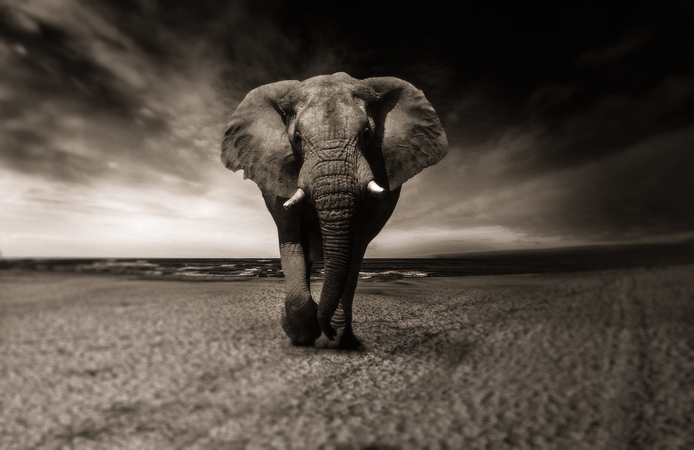 full length, herbivorous, animals in the wild, animal themes, pachyderm, grayscale, no people, 1080P, creature, one animal, animal wildlife, animal trunk, HD Wallpaper